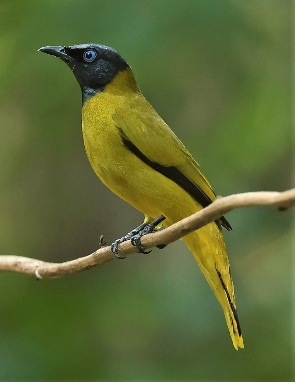 BULBUL - BLACK HEADED BULBUL - Pycnonotus atriceps - WAT THAM PRATHUM CHONBURI JAN 30 2022 (2).jpg