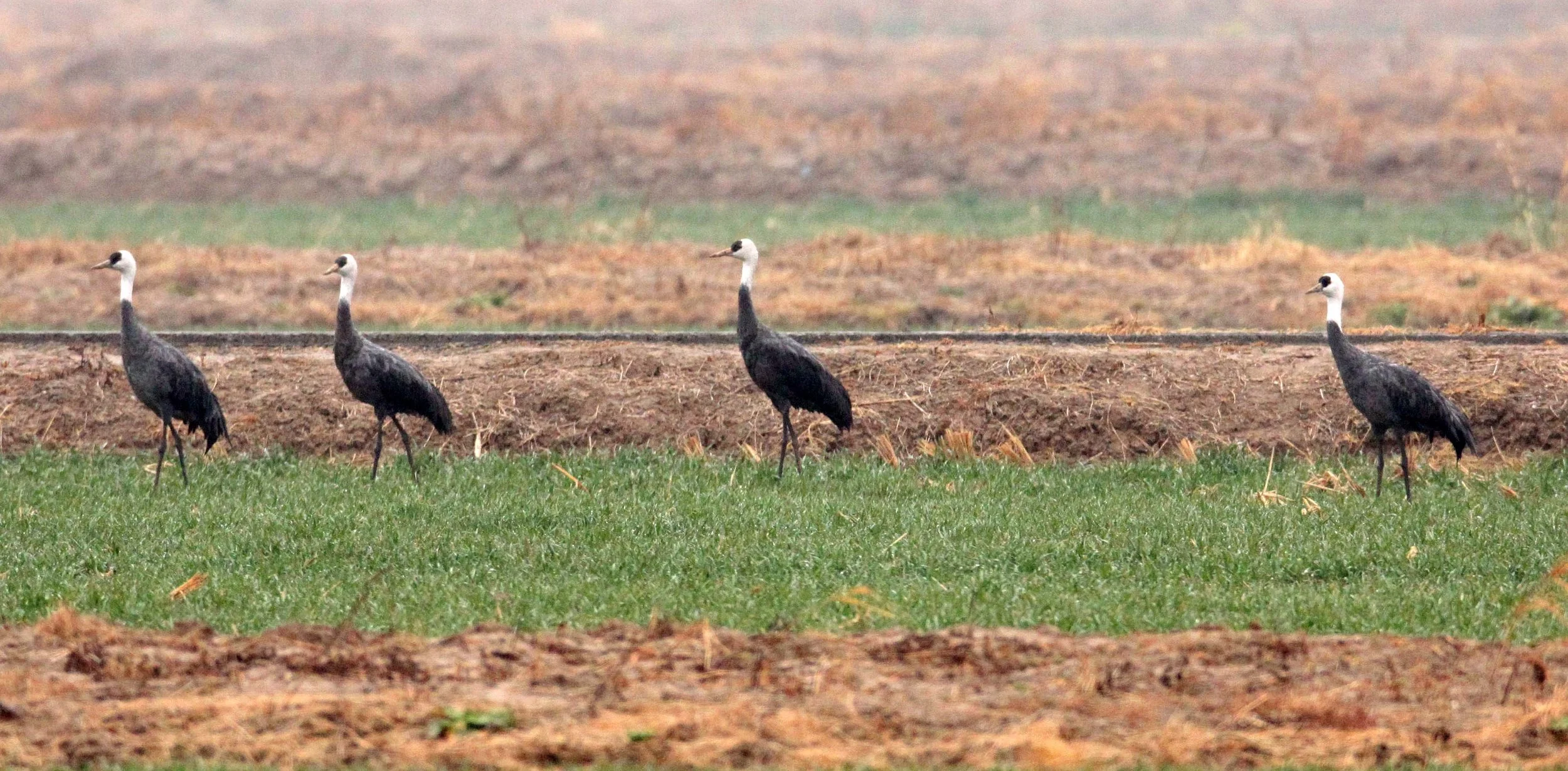 Grus monacha - HOODED CRANE - YANCHENG CHINA (10).JPG