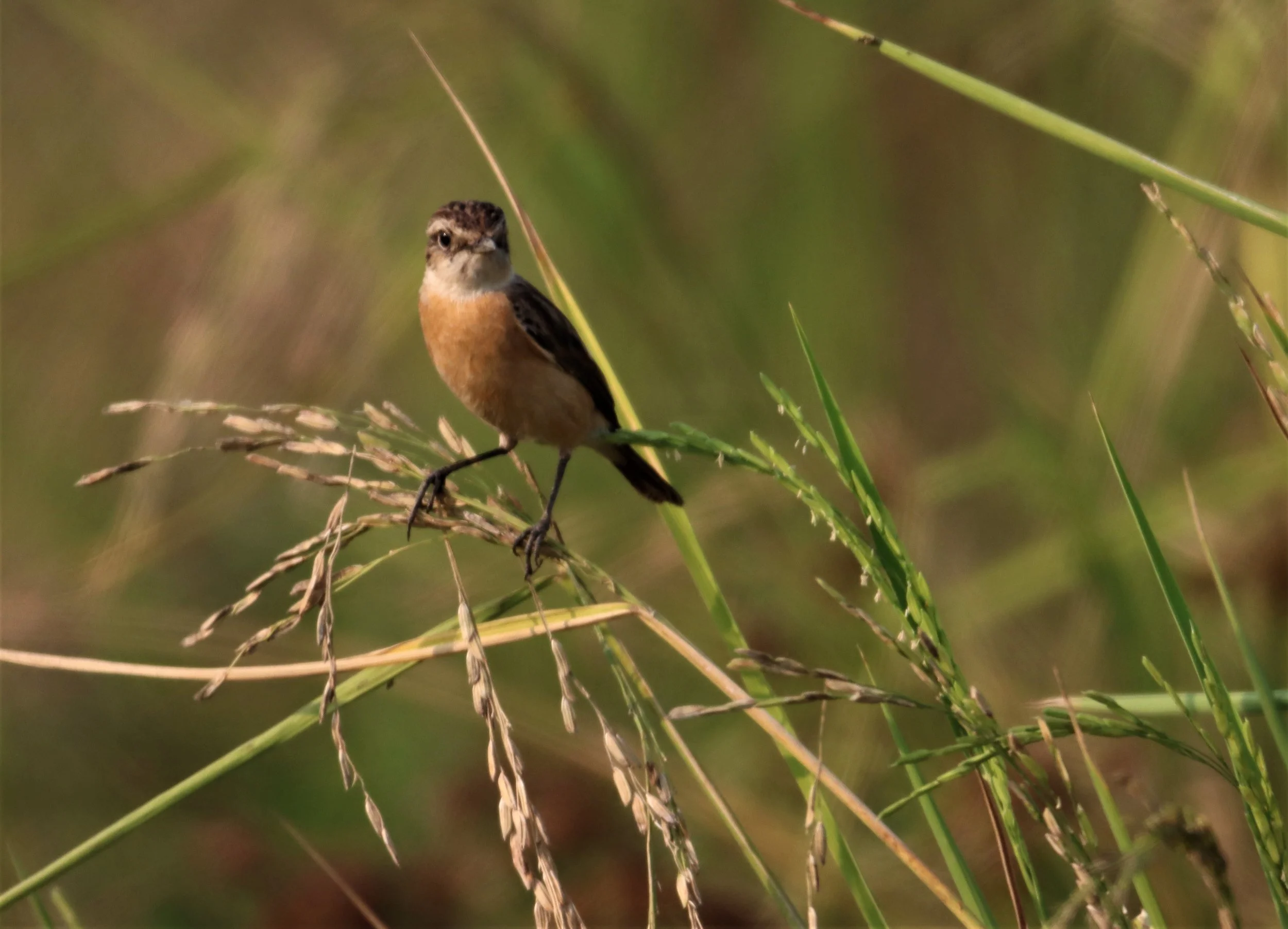 STONECHAT - SIBERIAN STONECHAT - Saxicola maurus - LAT KRABANG WETLANDS NEAR BKK (13).jpg