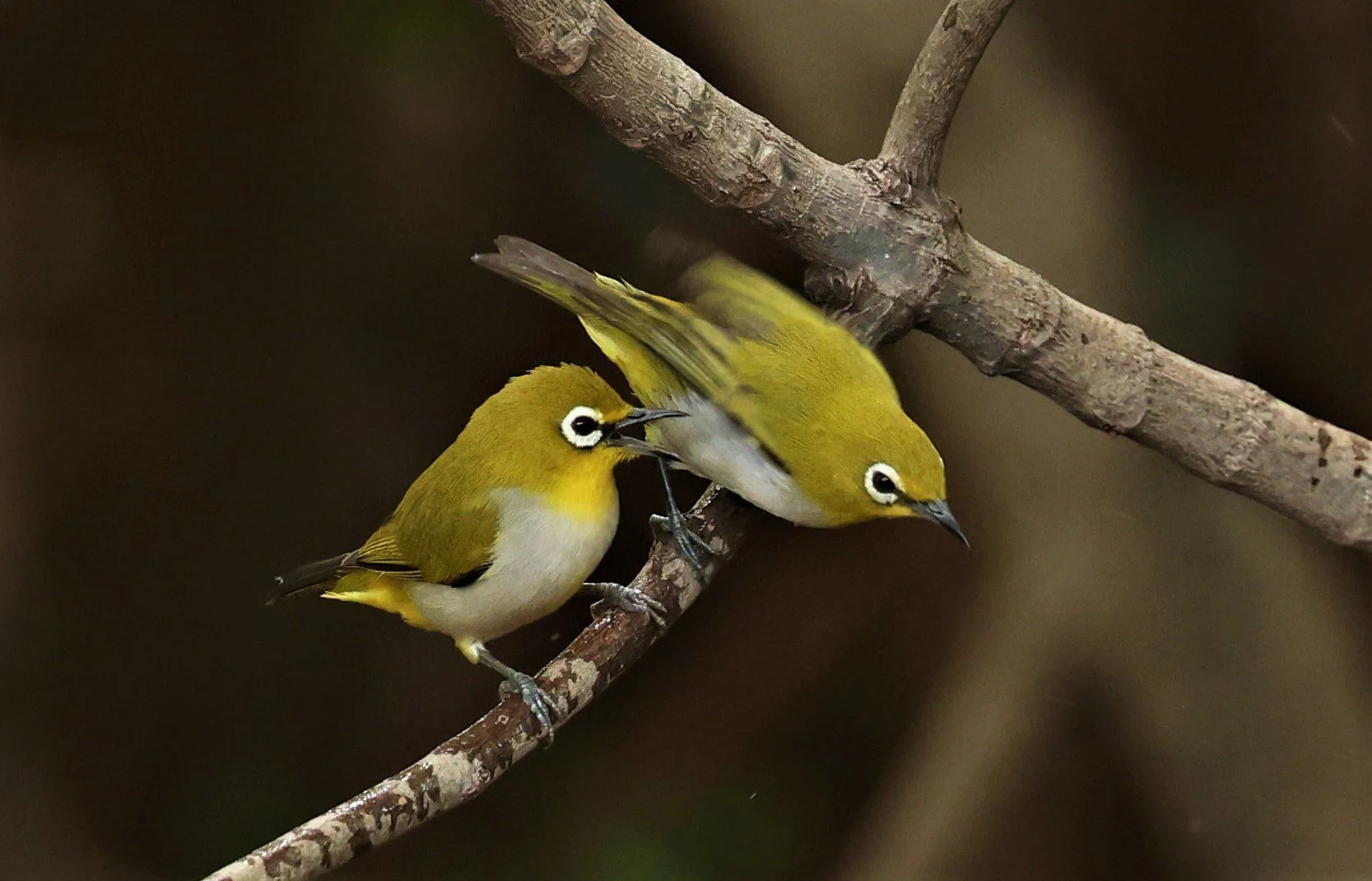 Swinhoe's White-eye (Zosterops simplex) Bang Pu Recreational Park & Mangrove Forest (123).jpg
