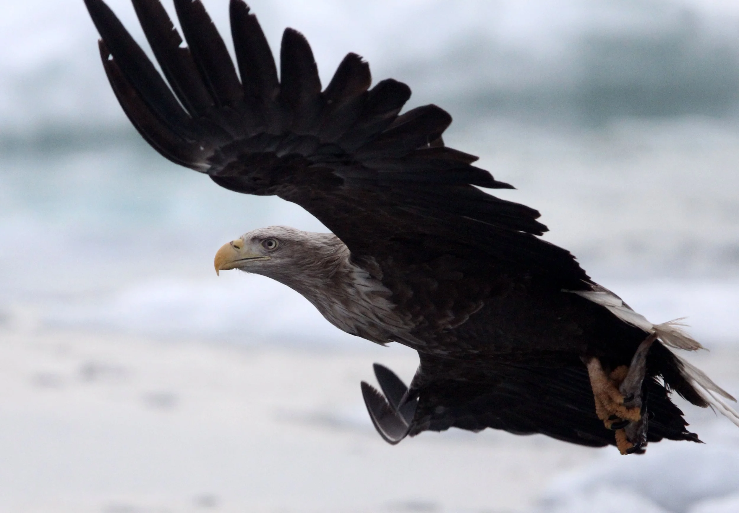 Haliaeetus albicilla - WHITE-TAILED EAGLE - RAUSU, SHIRETOKO PENINSULA, HOKKAIDO JAPAN (330).JPG