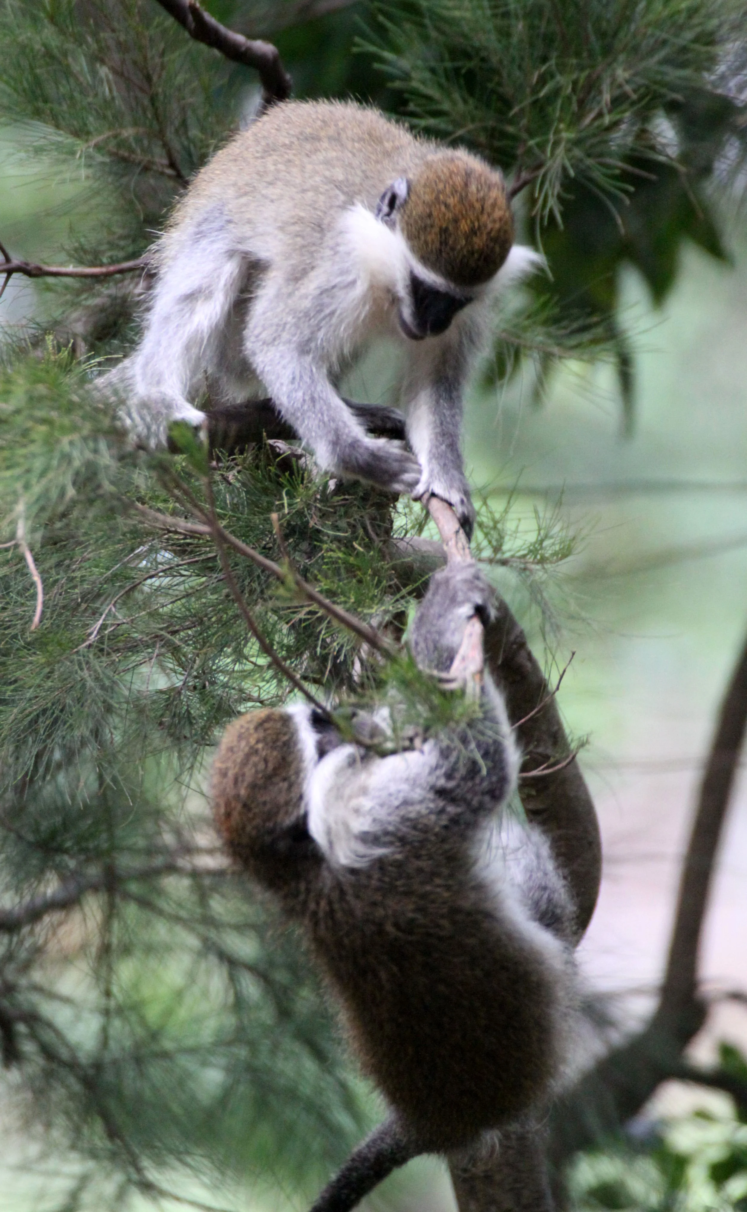 CERCOPITHECIDAE - Chlorocebus aethiops - GRIVET MONKEY - LAKE AWASSA ETHIOPIA (48).JPG