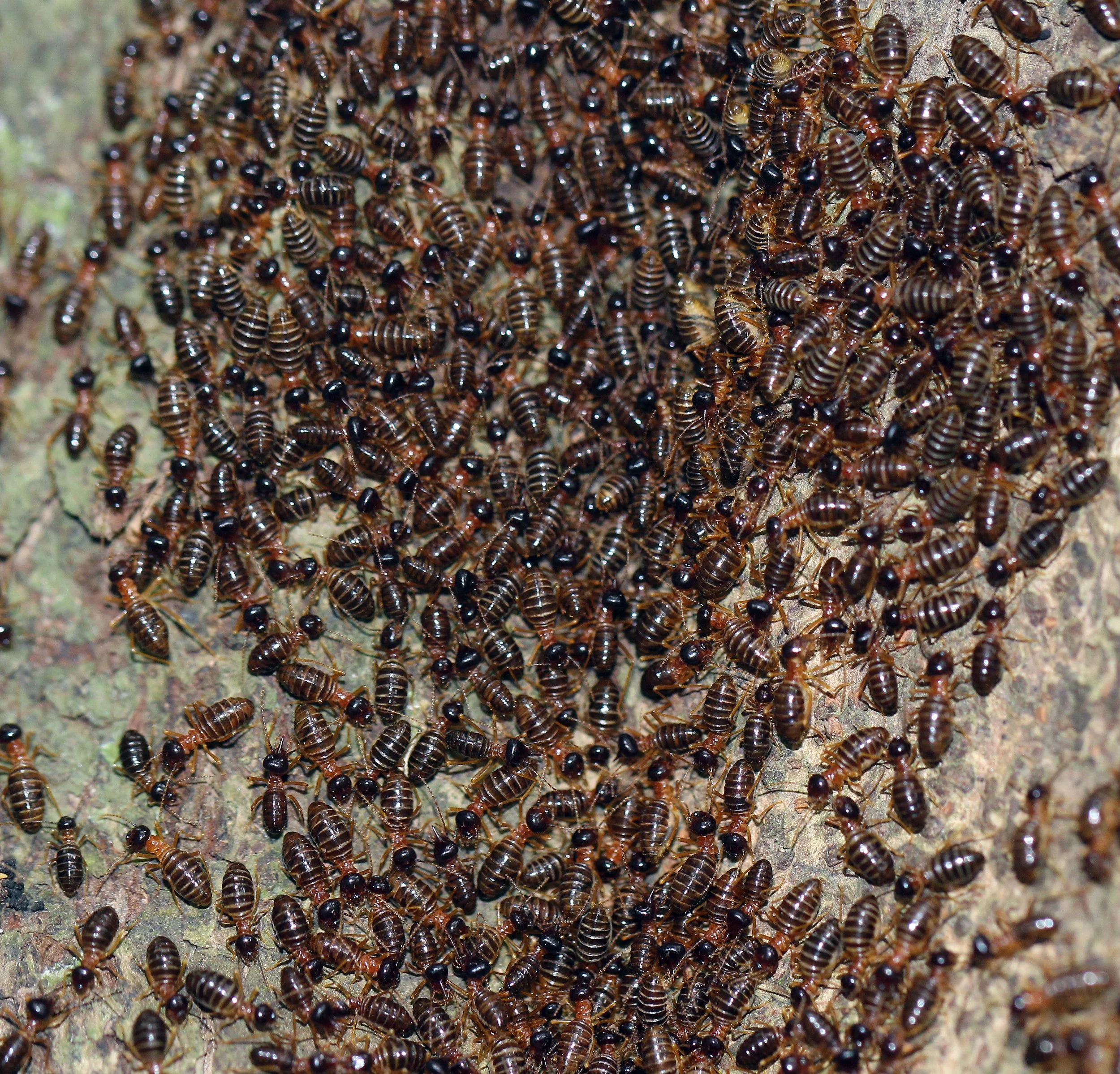 ARTHROPOD - TERMITE SPECIES - KOH LANTA THAILAND - SUMMER 2015 (5).JPG