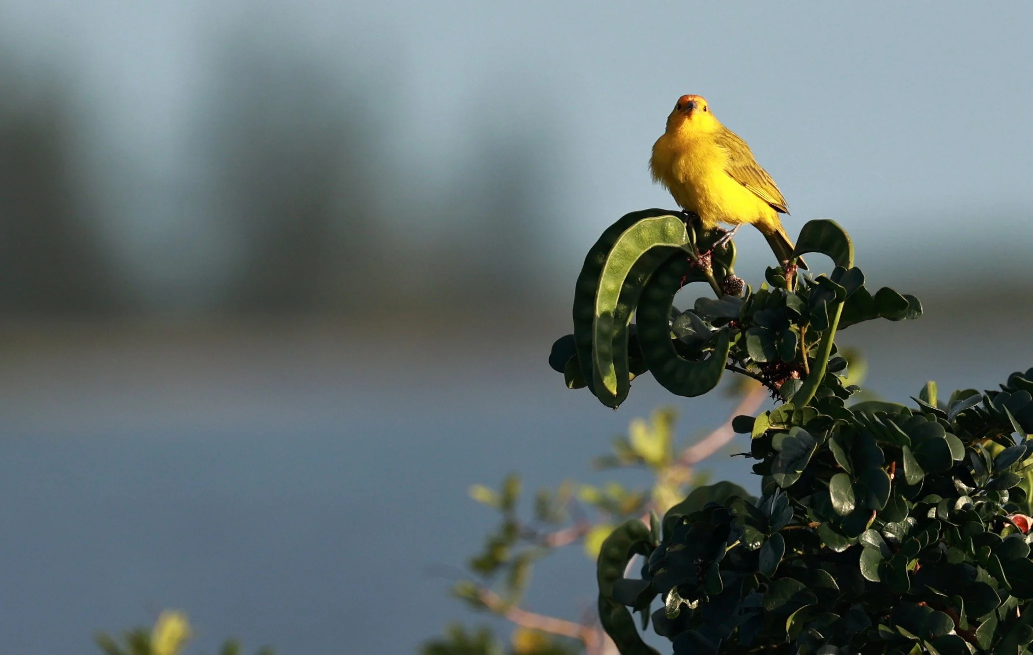 Saffron Finch (Sicalis flaveola) Superagui National Park, Brazil (4).jpg