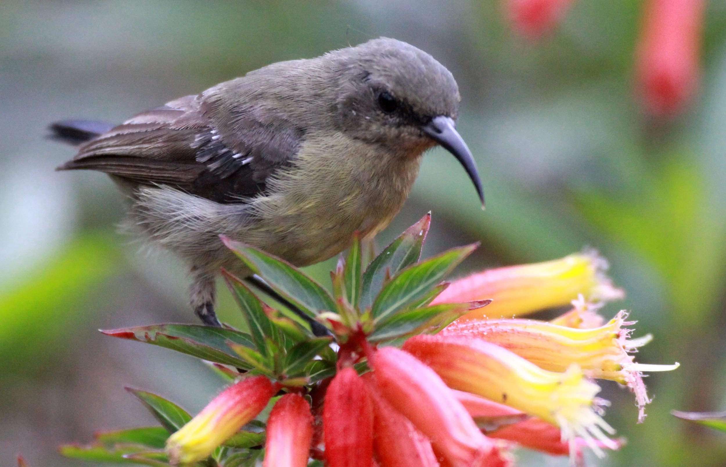 BIRD - SUNBIRD - RWENZORI DOUBLE-COLLARED SUNBIRD - NYUNGWE NATIONAL PARK RWANDA (6).JPG