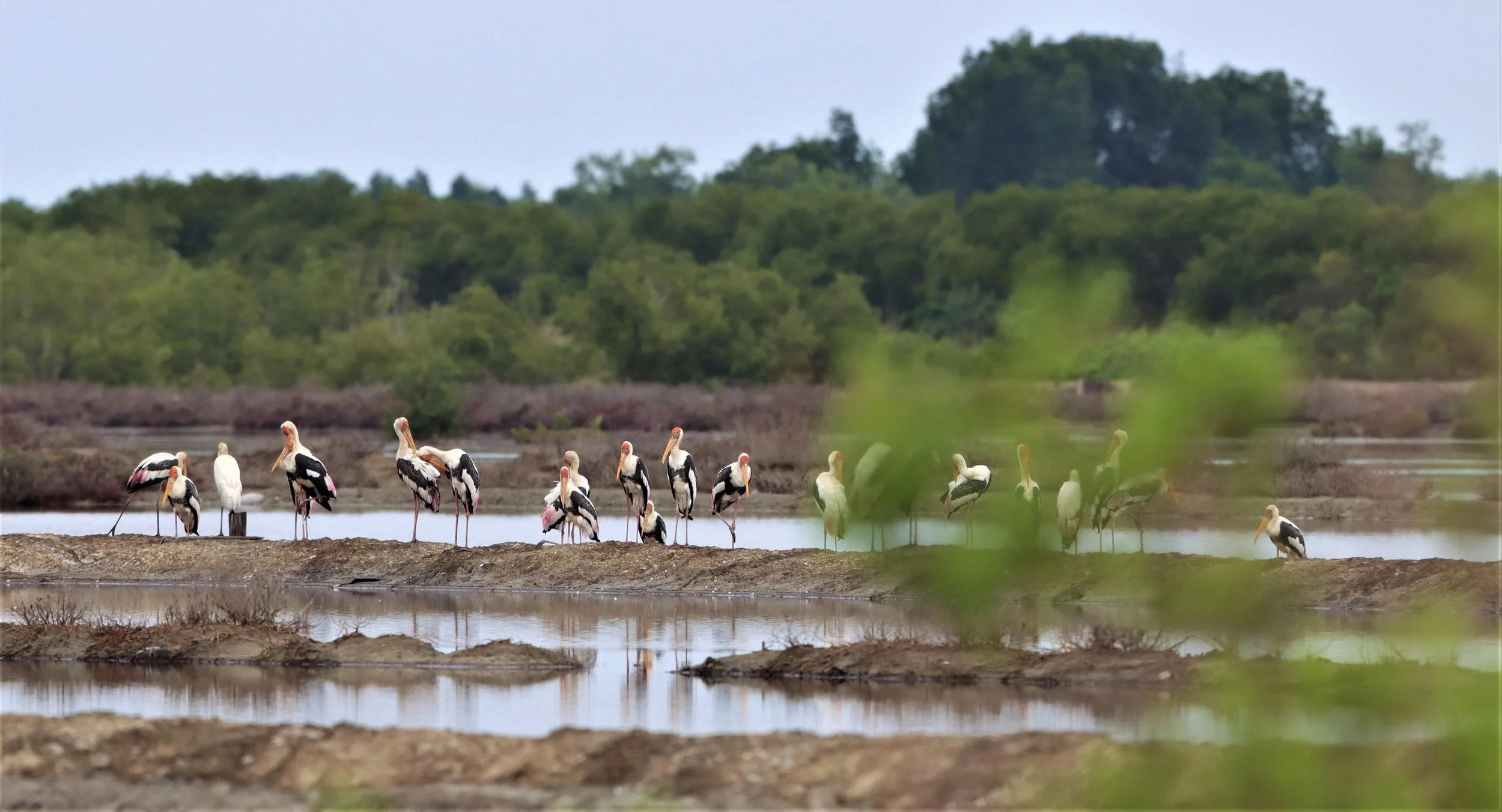 STORK - MILKY STORK - Mycteria cinerea - WITH PAINTED STORK - KHLONG TAMRU CHONBURI (61).jpg
