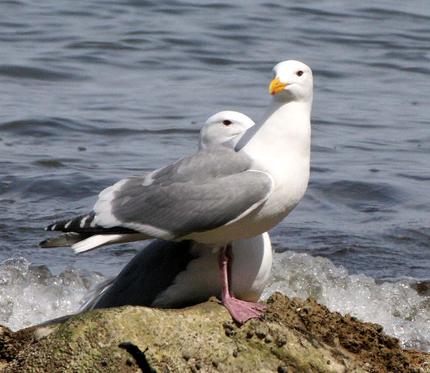 BIRD - GULL - GLAUCOUS-WINGED GULL - LAKE FARM BEACH WA (2).JPG