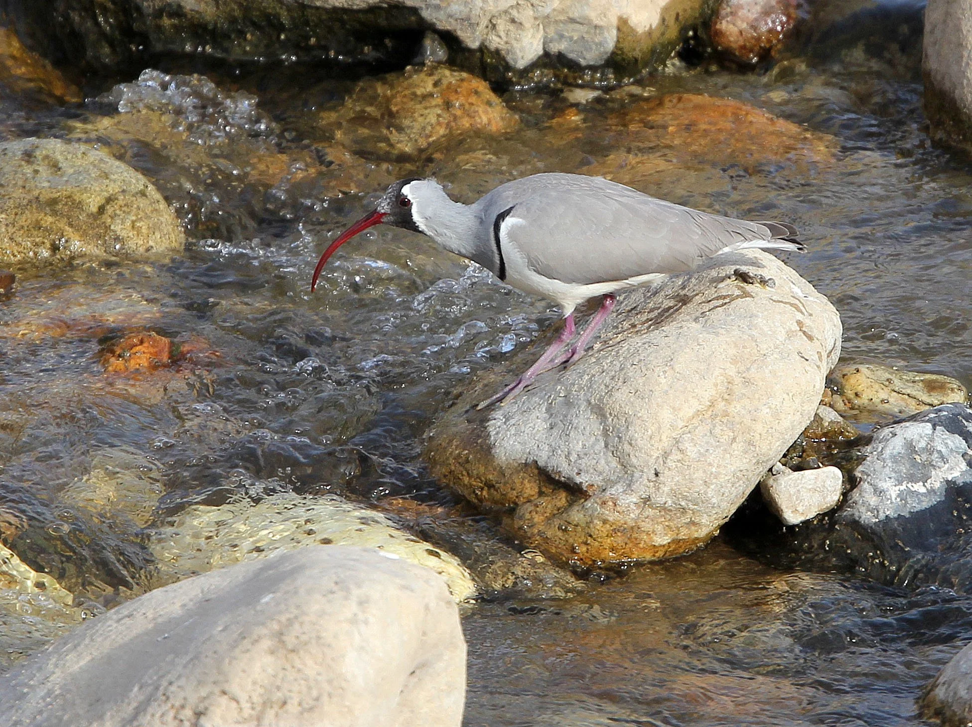 BIRD - IBISBILL - FOPING CITY, SHAANXI CHINA (29).JPG