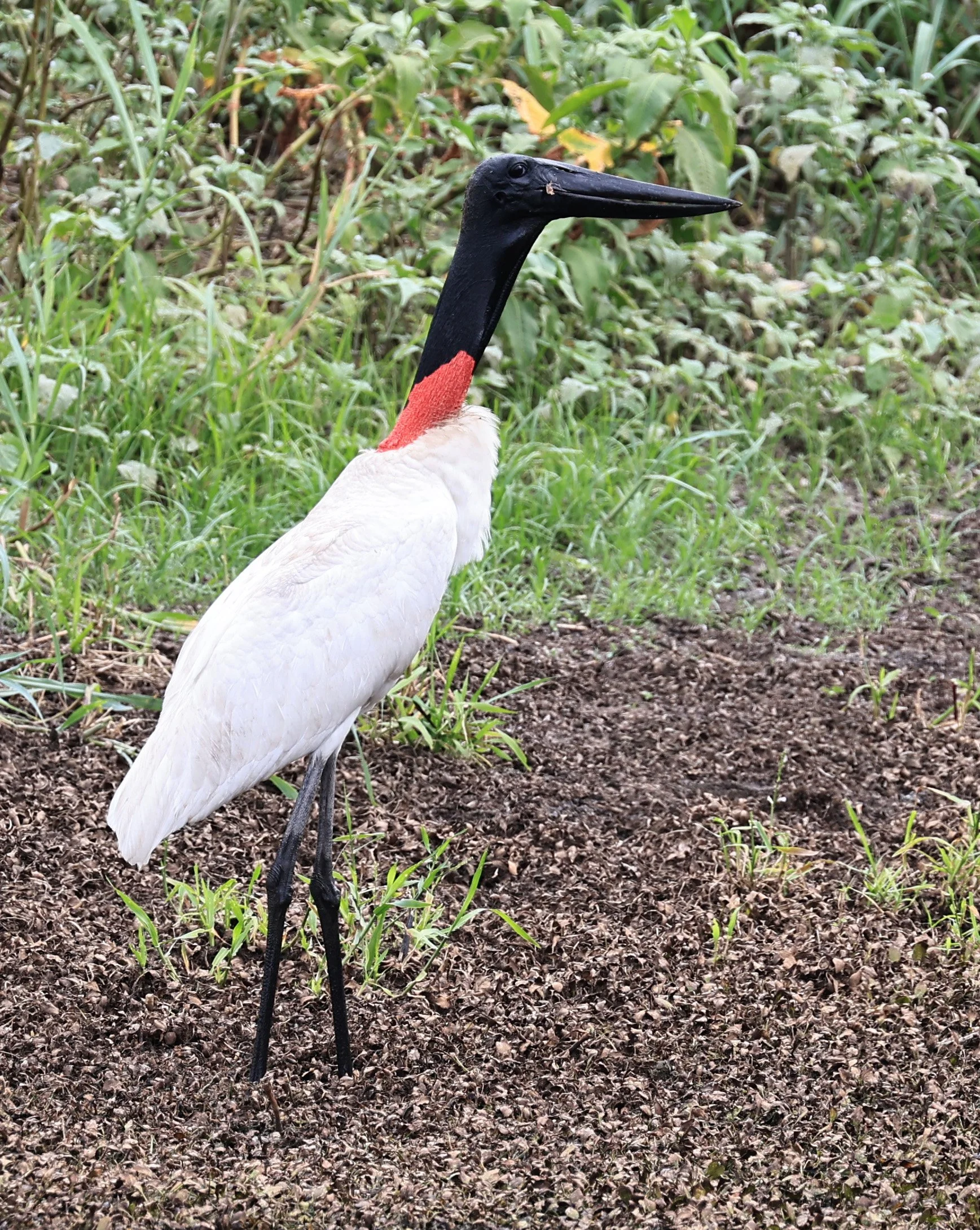 Jabiru (Jabiru mycteria) Agua Dulce Paraguay (33).jpg
