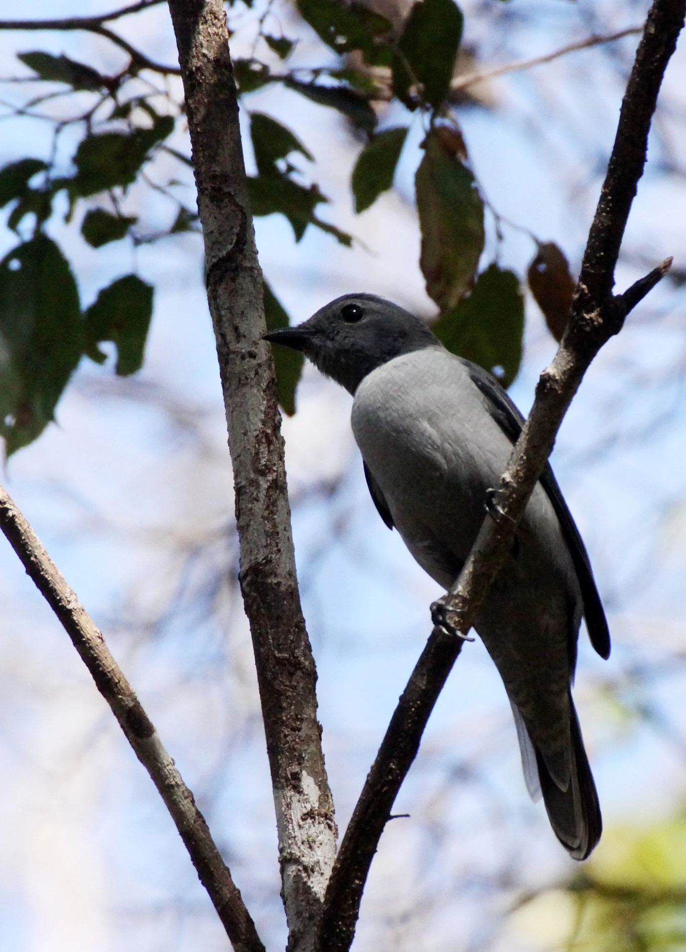 Madagascar cuckooshrike (Ceblepyris cinereus) Ankarana NP Madagascar (6).JPG