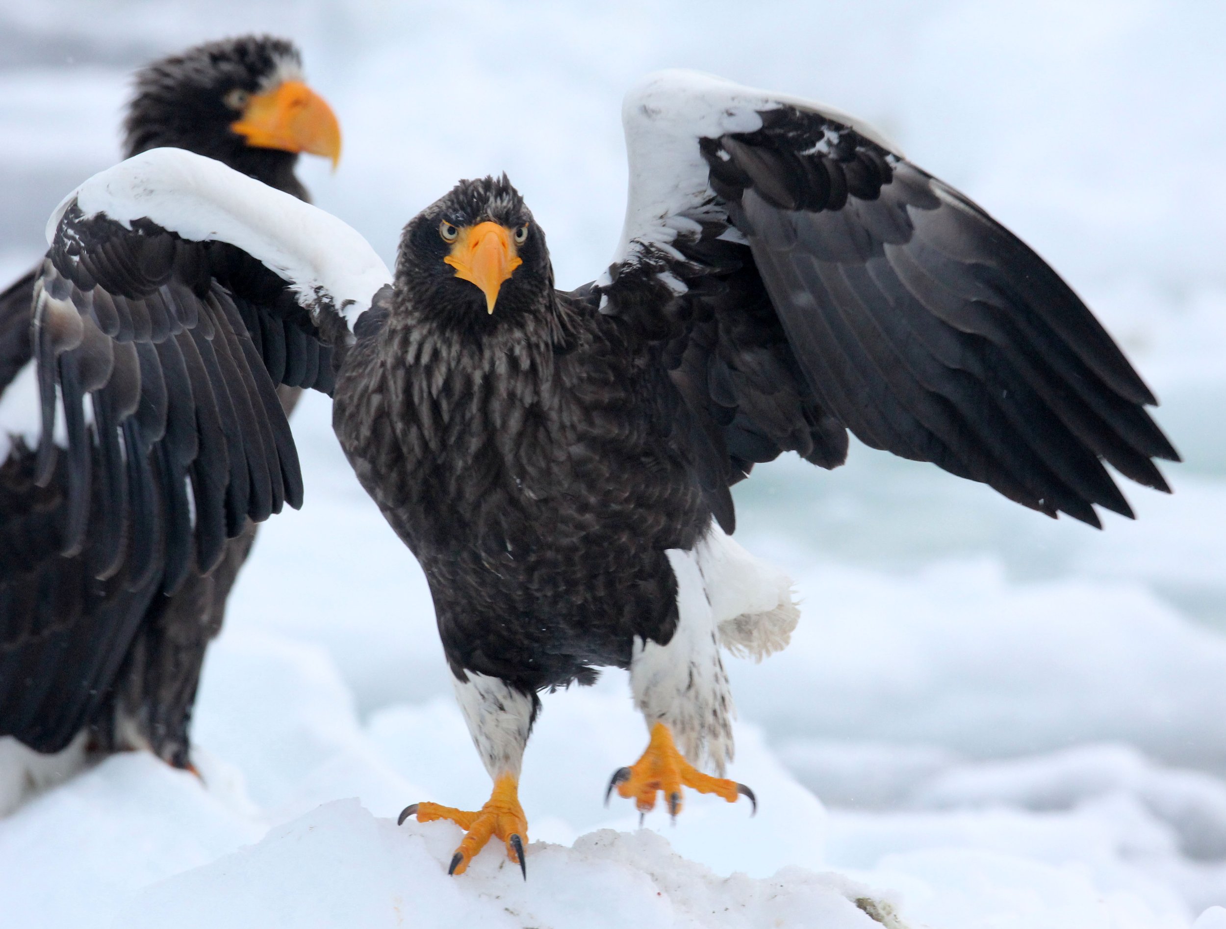 Haliaeetus pelagicus - STELLER'S SEA EAGLE - RAUSU, SHIRETOKO PENINSULA, HOKKAIDO JAPAN (318).JPG