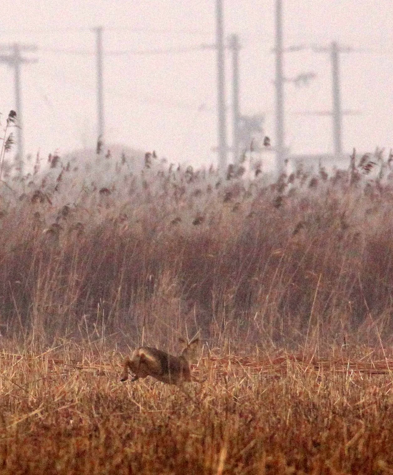 Hydropotes inermis - CHINESE WATER DEER - YANCHENG CHINA (21).JPG