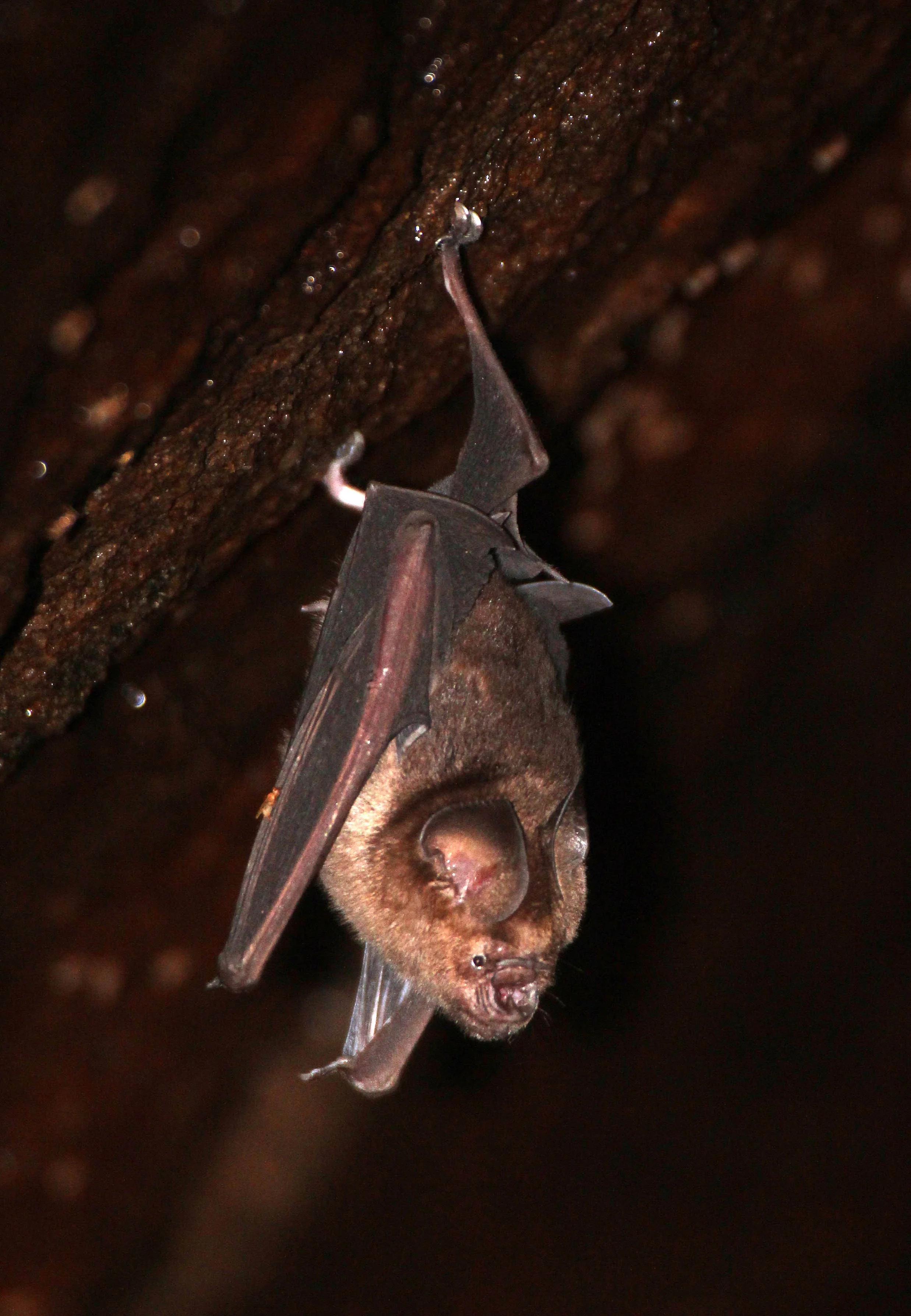 Hipposideros speoris - Schneider's Roundleaf Bat — Coke Smith Wildlife