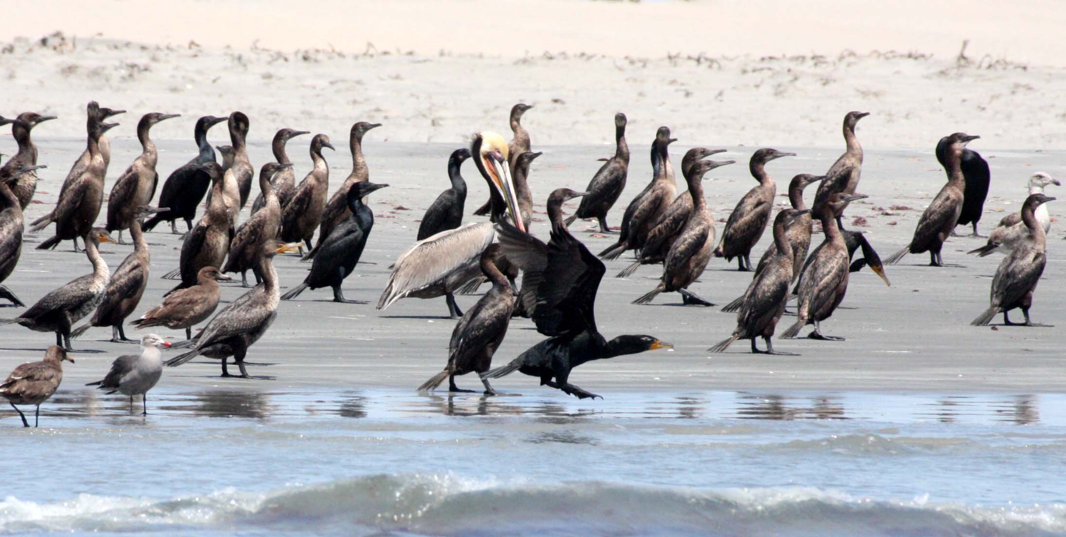 Nannopterum auritum - Double-crested Cormorant with Brown Pelican - San Ignacio Lagoon, Baja Mexico (29).JPG