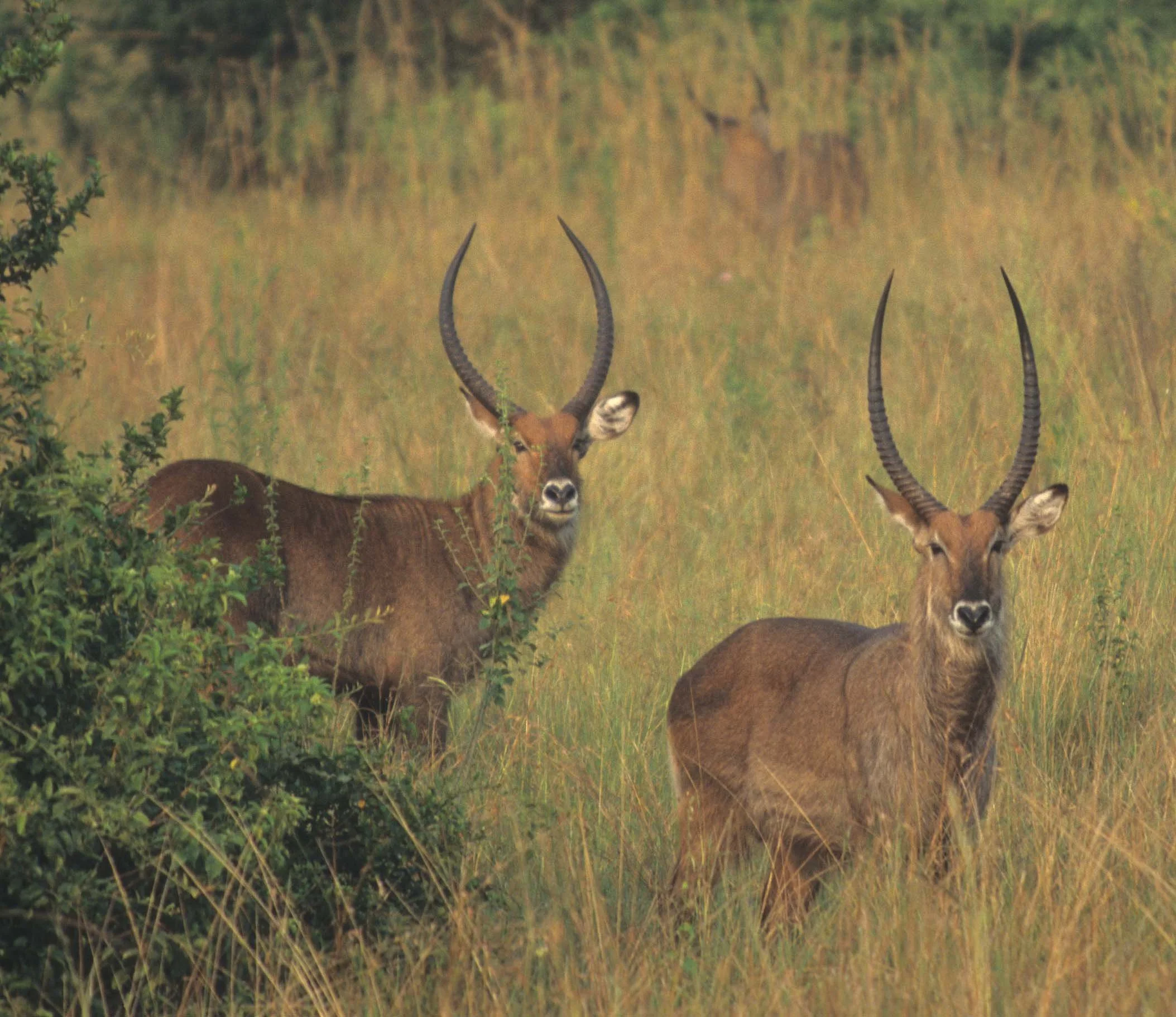 BOVID - WATERBUCK - DEFASSA - UGANDA (5).jpg