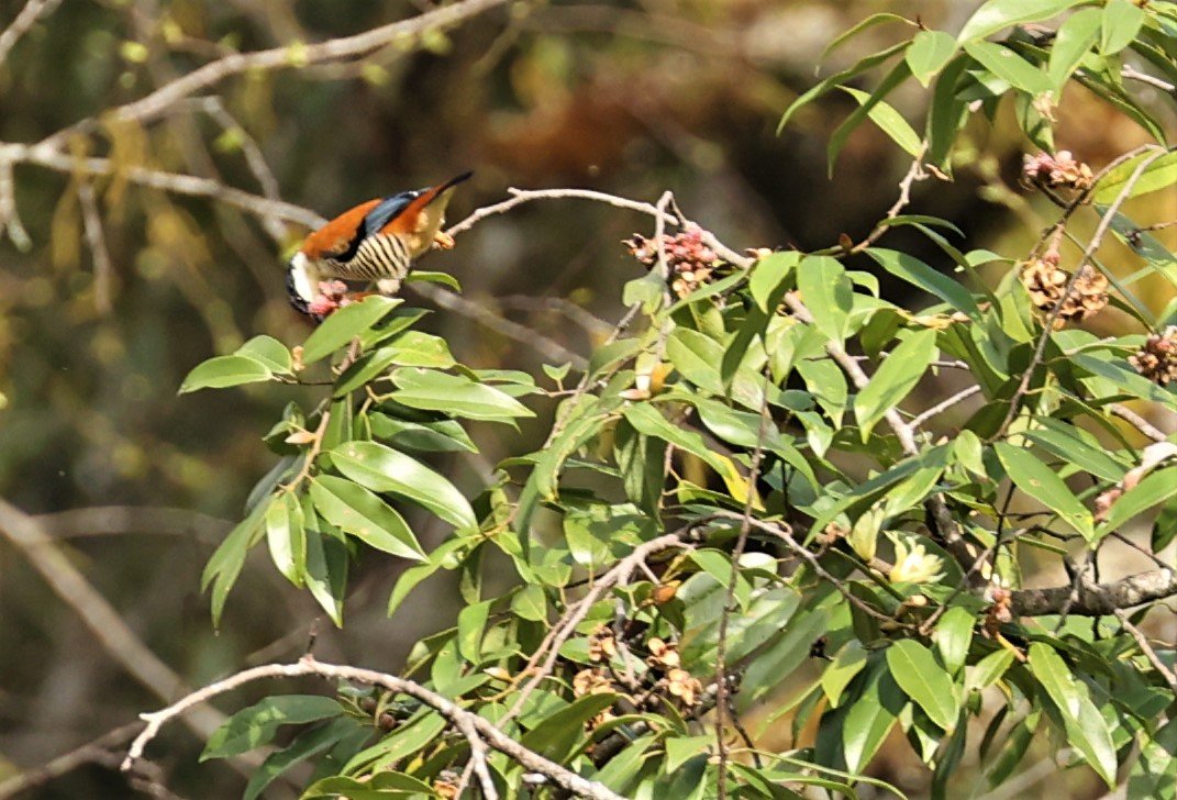 CUTIA - HIMALAYAN CUTIA - Cutia nipalensis - DOI LANG WEST, DOI PHA HOM KHA NP, CHIANG MAI DEC 2021 (3).jpg