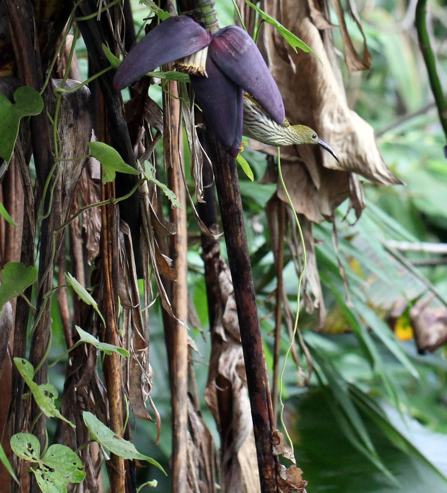 SPIDERHUNTER - STREAKED SPIDERHUNTER - Arachnothera magma - KAENG KRACHAN NATIONAL PARK THAILAND (15).JPG