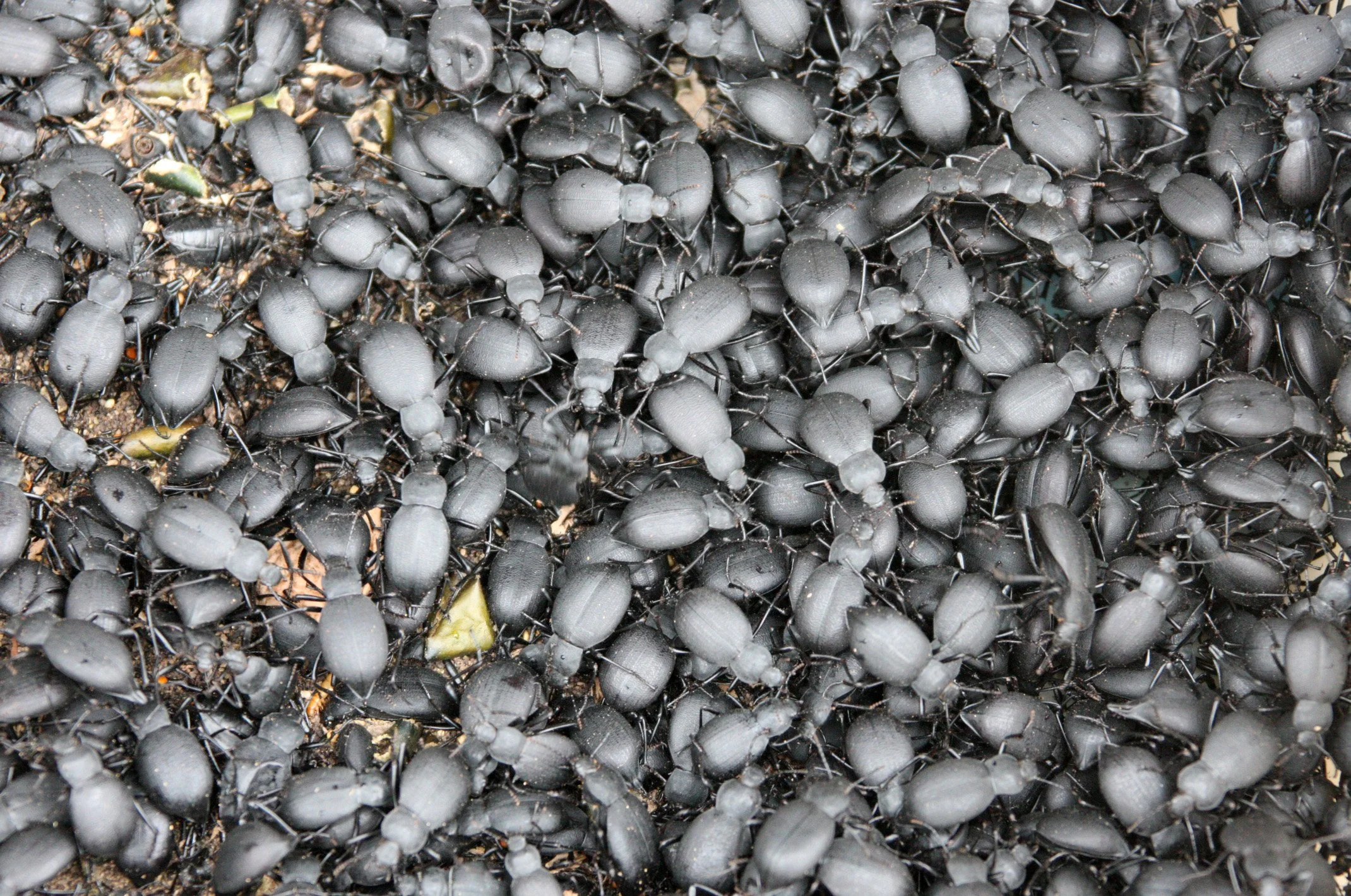 KUNMING - ANIMAL MARKET (3).JPG