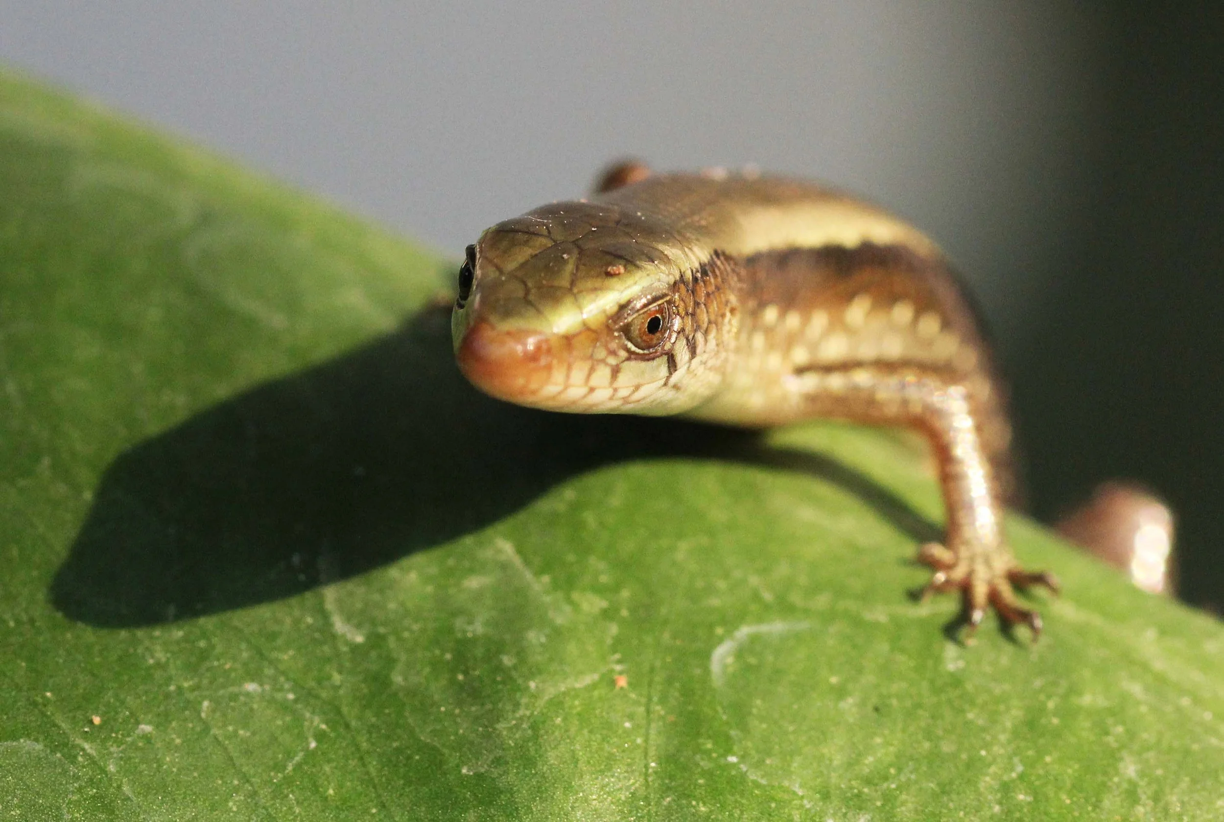 2013 Nonthaburi Setthasiri House and Nonthaburi Neighborhood (205).JPG