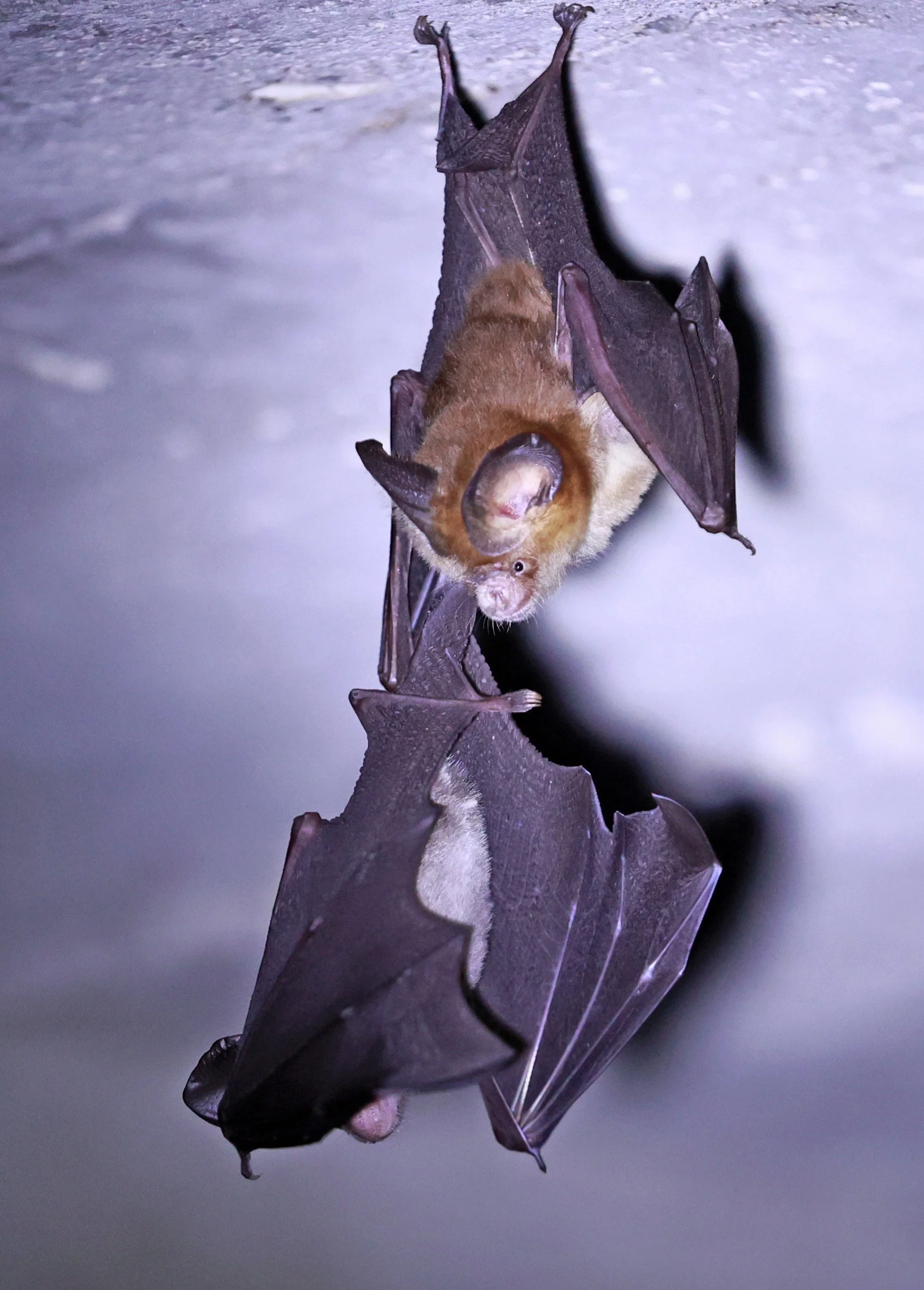 Hipposideros gentilis 