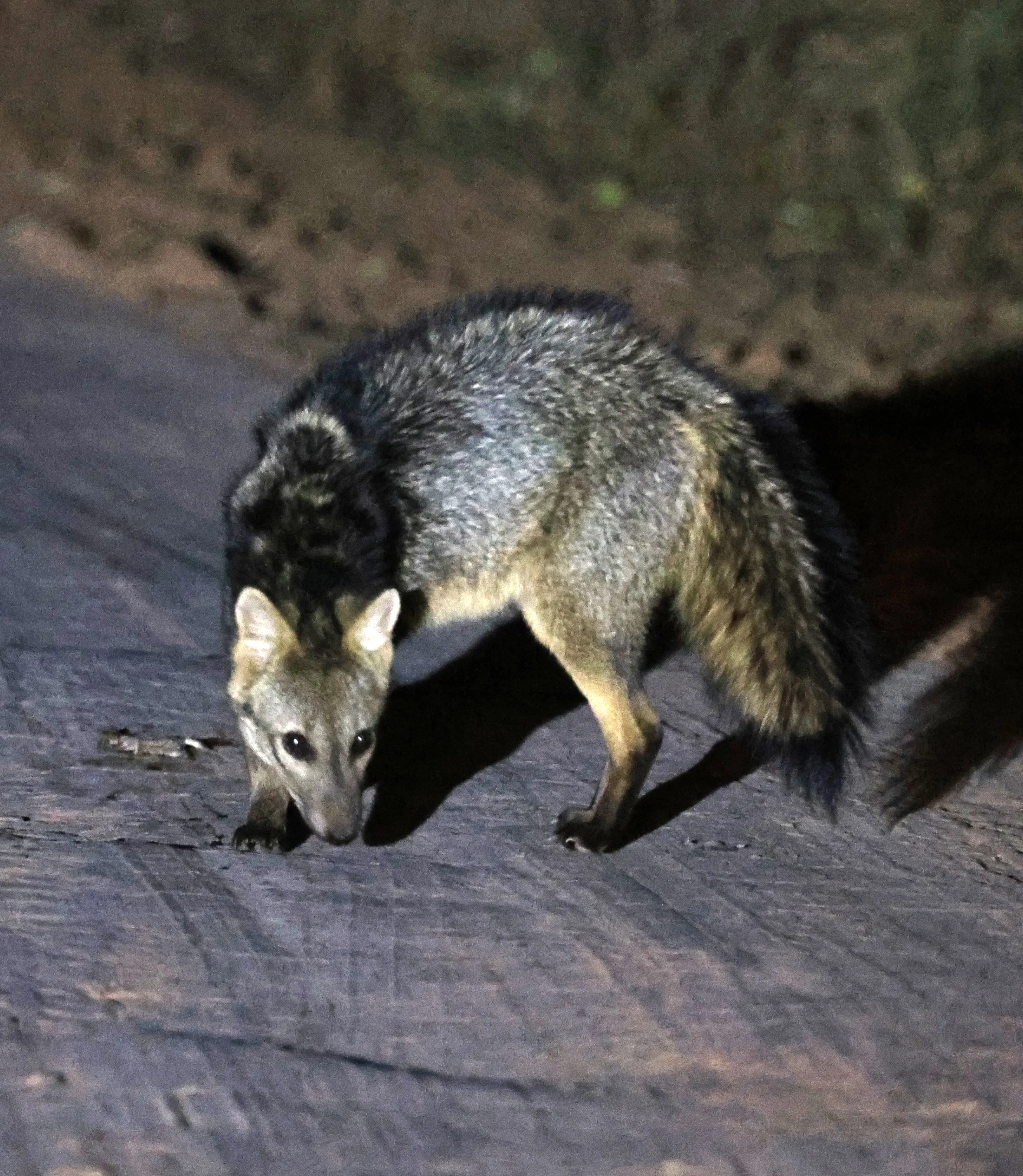 Crab-eating Fox (Cerdocyon thous) Agua Dulce Paraguay (12).jpg