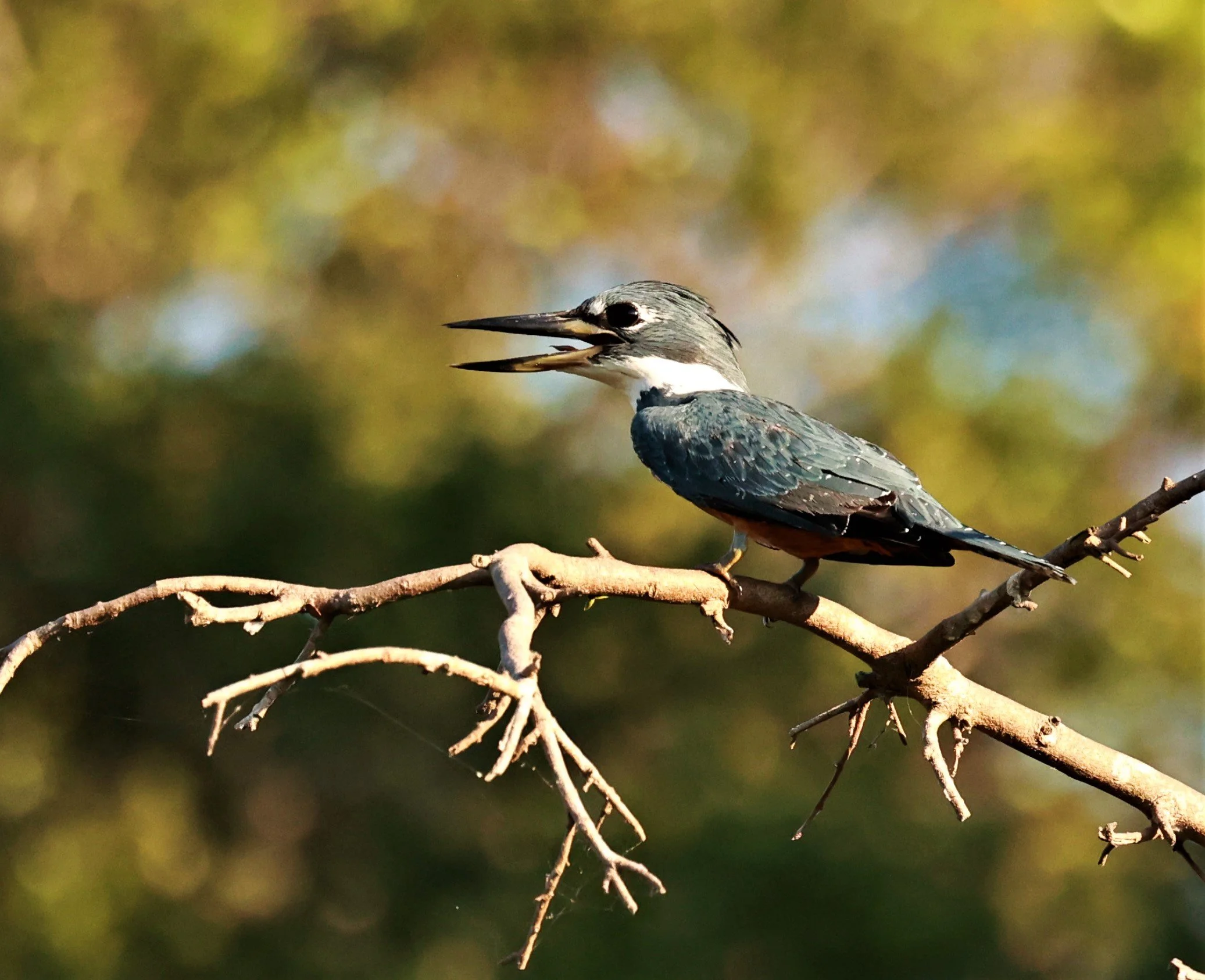 Kingfisher - Ringed Kingfisher - Megaceryle torquata - Pantanal, Encontro das Águas State Park, Porto Jofre, Cuiaba River, Brazil (9).JPG