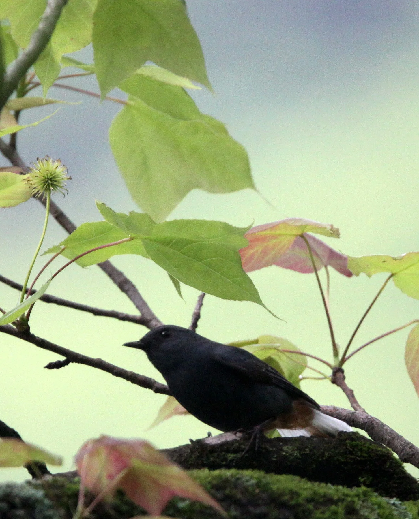 BIRD - REDSTART - PLUMBEOUS WATER REDSTART - FEMALE - GUNIUJIANG NATURE RESERVE -  ANHUI PROVINCE CHINA (2).JPG
