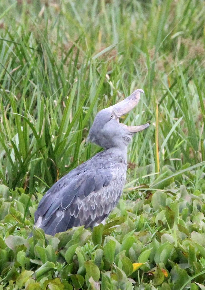 BIRD - STORK - SHOEBILL STORK - MURCHISON FALLS NATIONAL PARK UGANDA (58).JPG