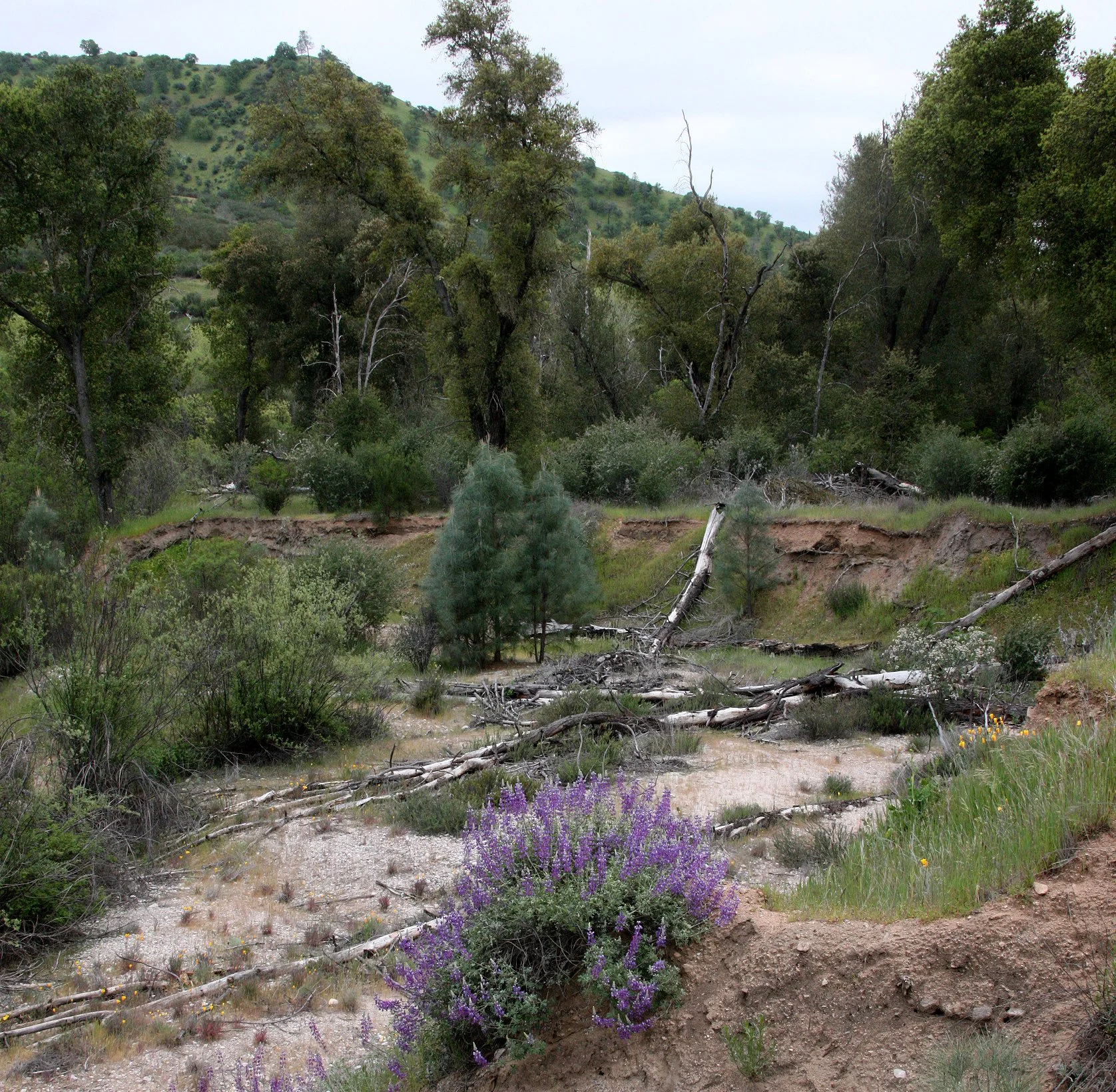 PINNACLES NATIONAL MONUMENT CALIFORNIA - RIPARIAN COMMUNITY (4).JPG