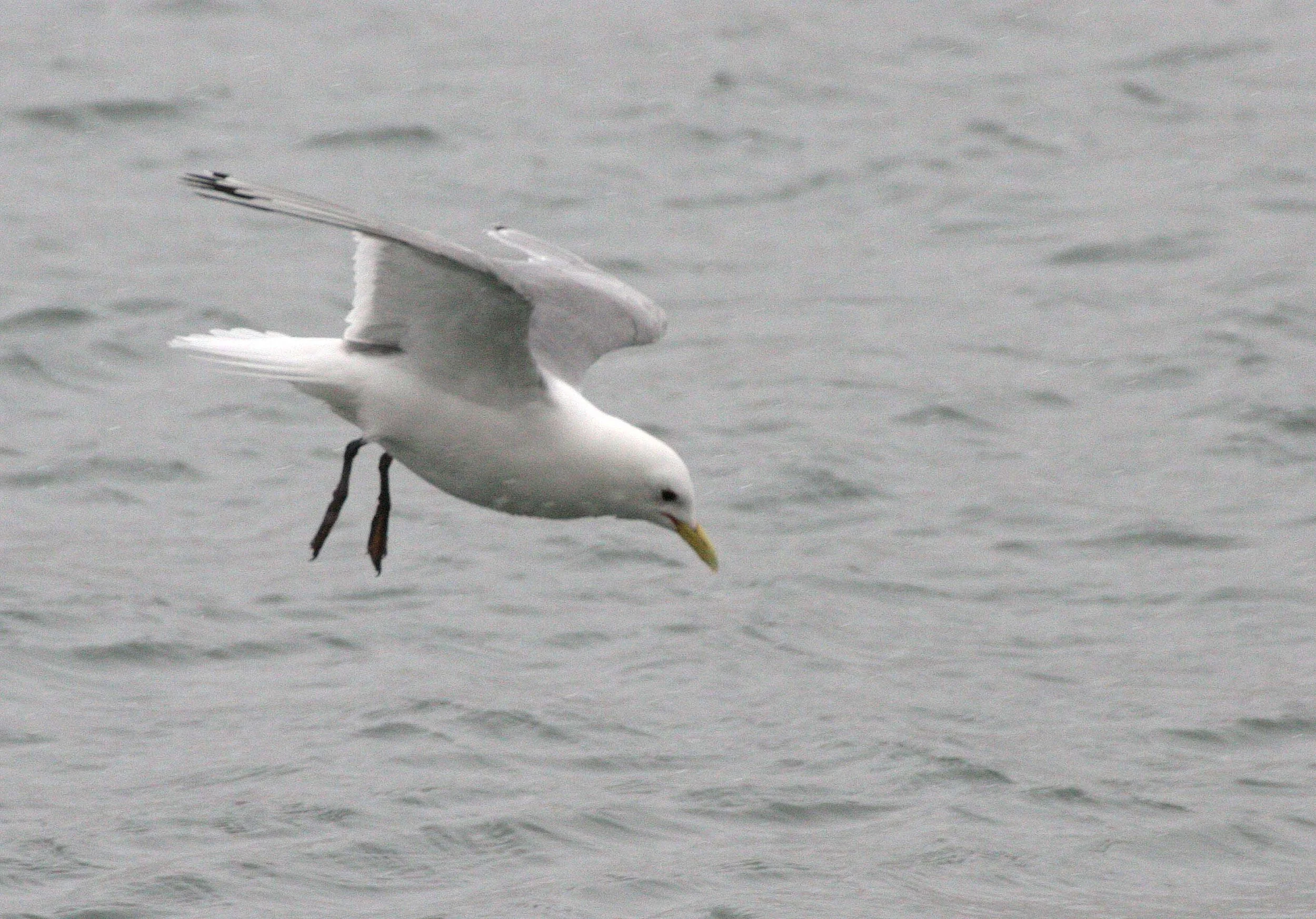 BIRD - KITTIWAKE - BLACK-LEGGED - SVALBARD (18).jpg