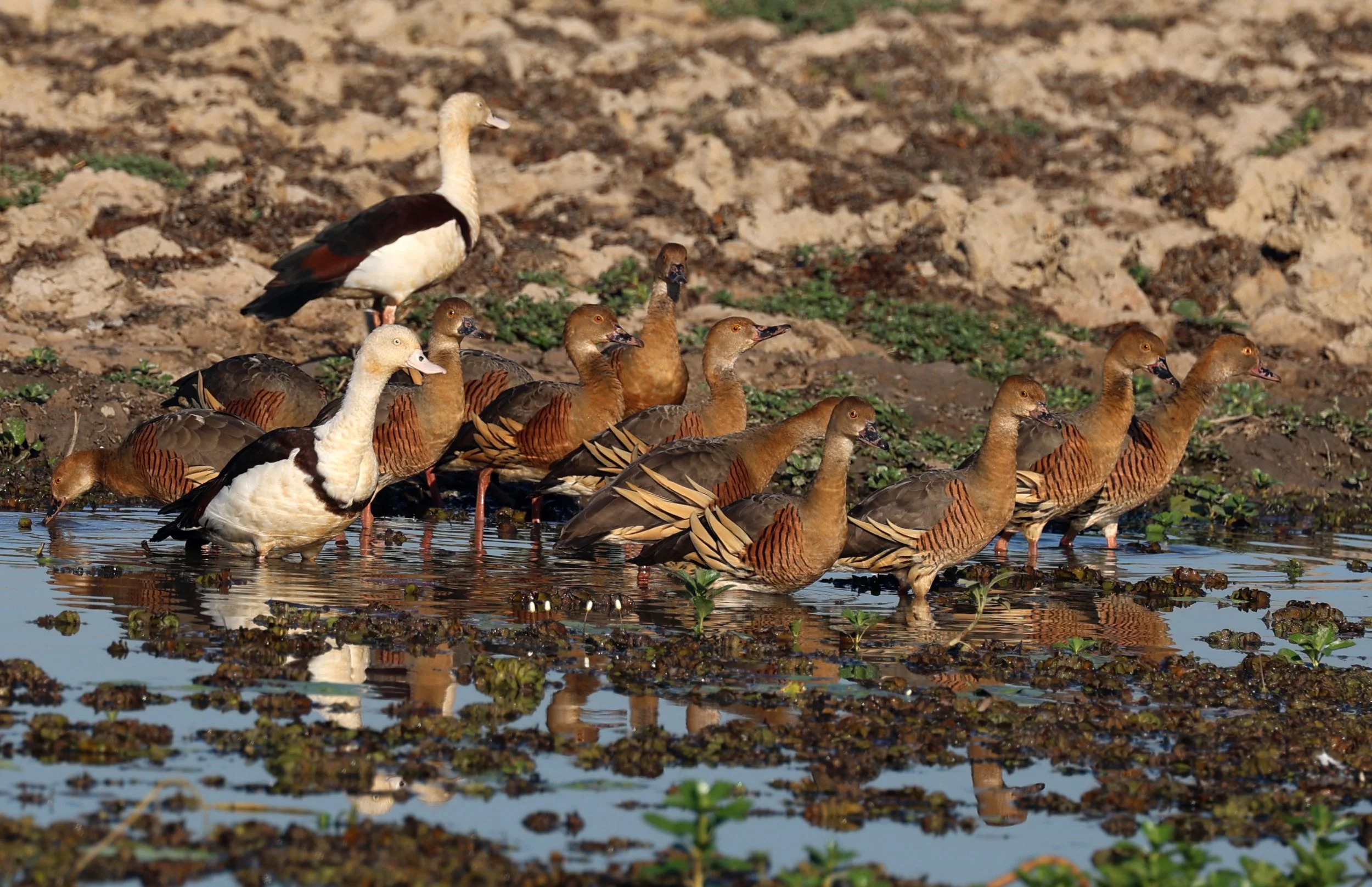 Radjah Shelduck (Tadorna radjah) & Plumed Ducks - Kakadu NP, Yellow Water Billabong - Northern Territory (9).jpg