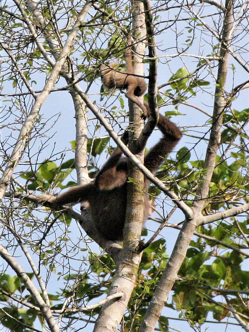 HYLOBATIDAE - Hylobates muelleri - MUELLER'S (GRAY) GIBBON - TABIN WILDLIFE RESERVE  (162).jpg
