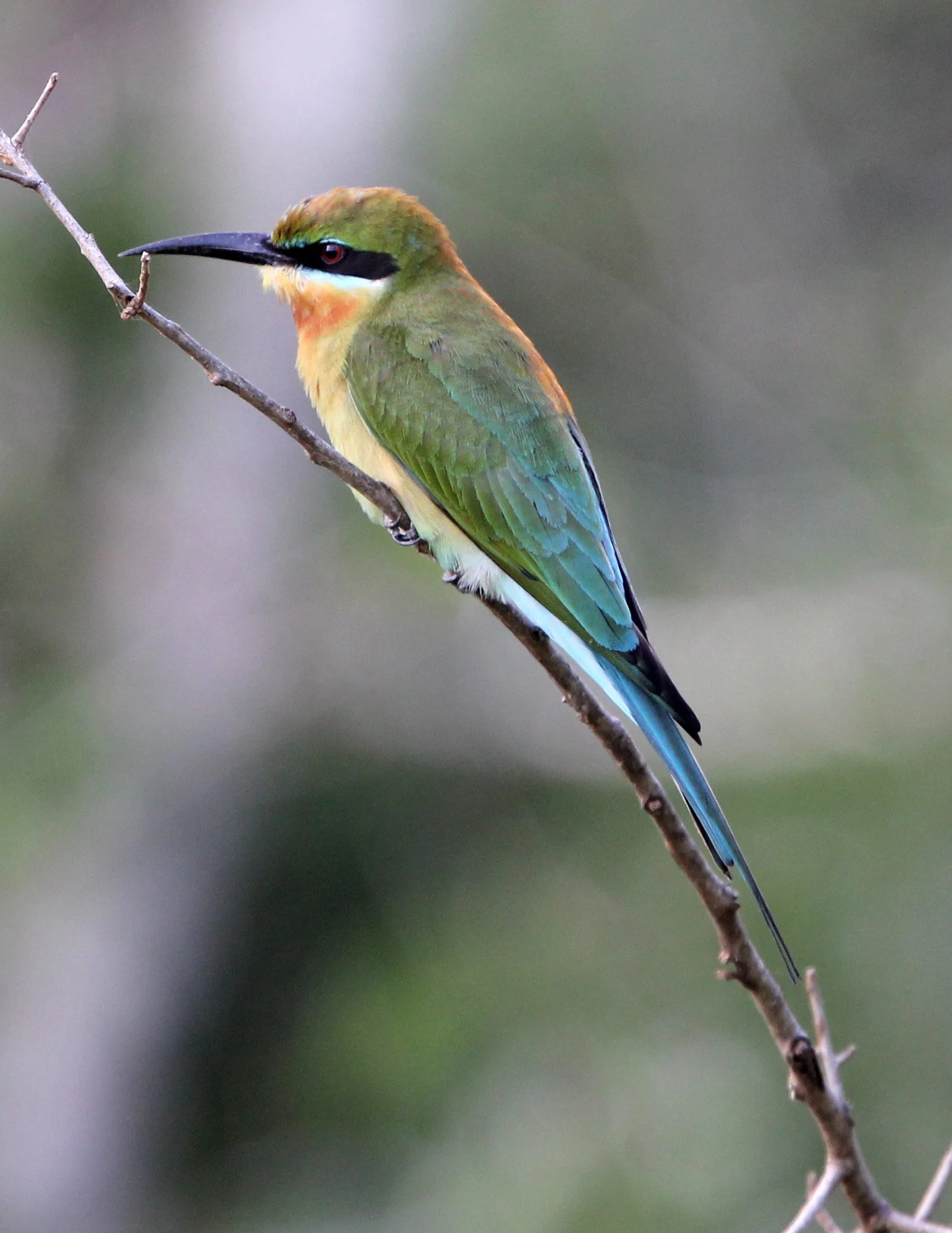 BIRD - BEE-EATER - BLUE-TAILED BEE-EATER - YALA NATIONAL PARK SRI LANKA (2).JPG