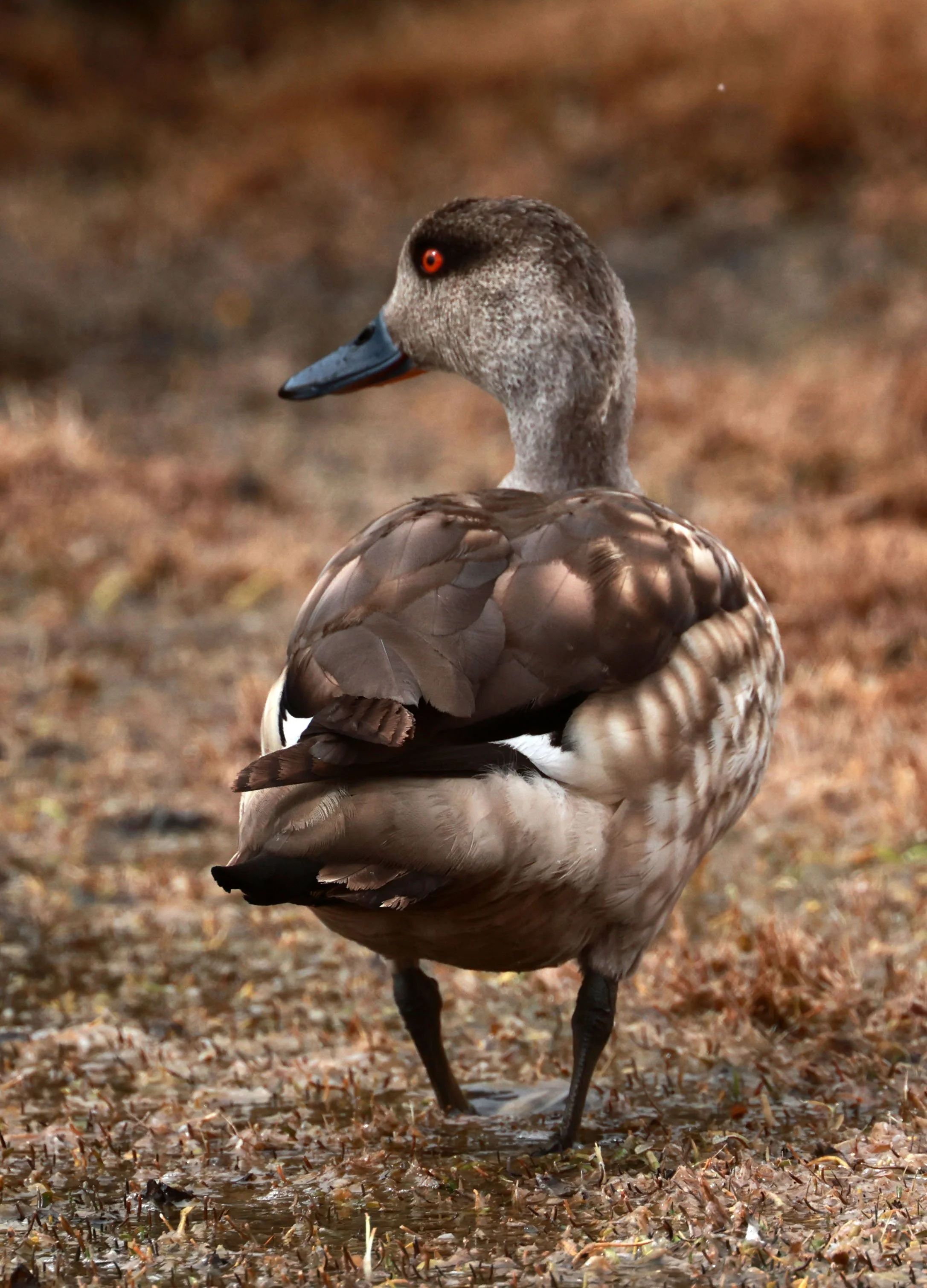 Duck - Crested Duck - Lophonetta specularioides - Lauca National Park, Chile (62).jpg