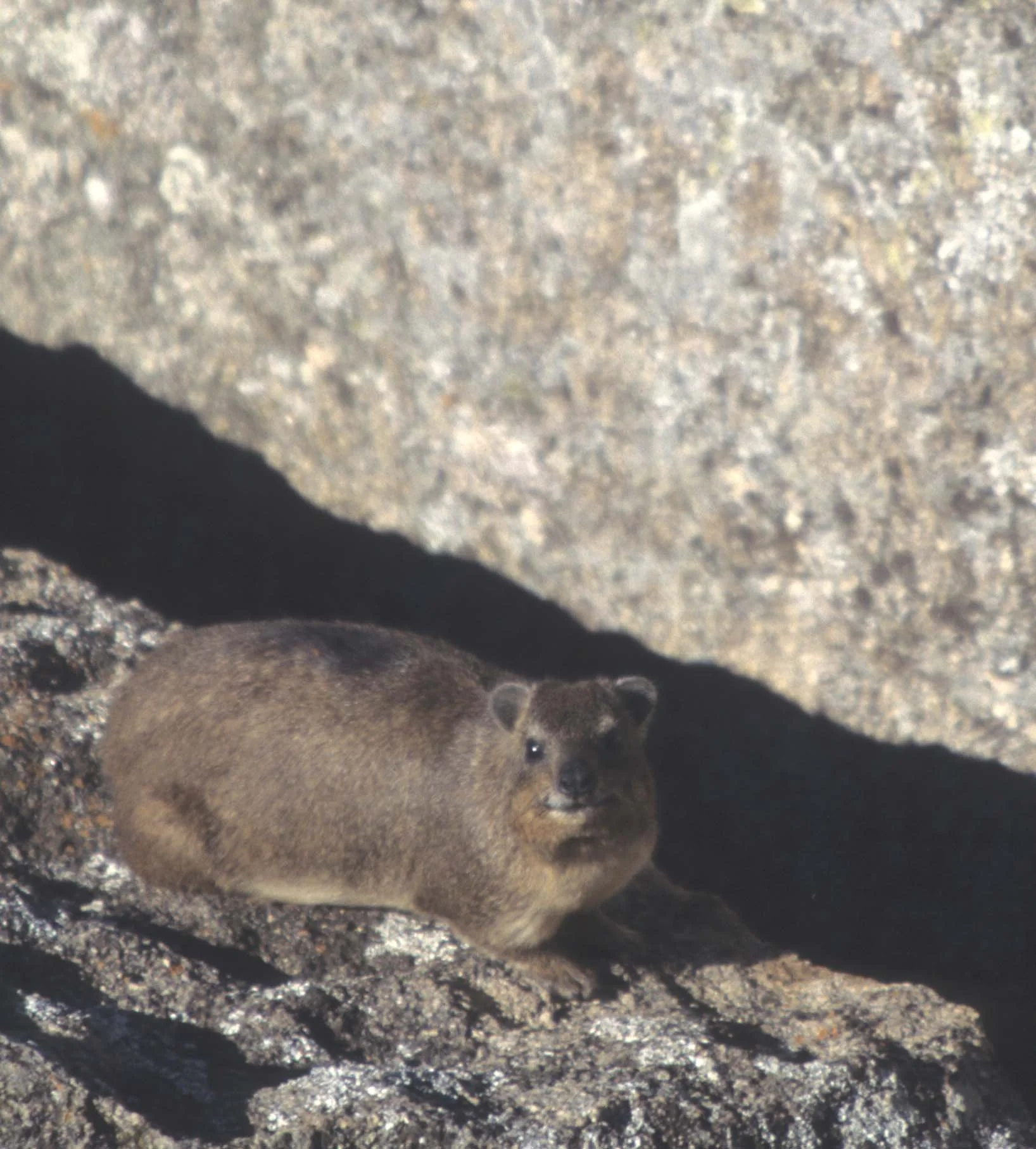 ROCK HYRAX - ZIMBABWE C.jpg