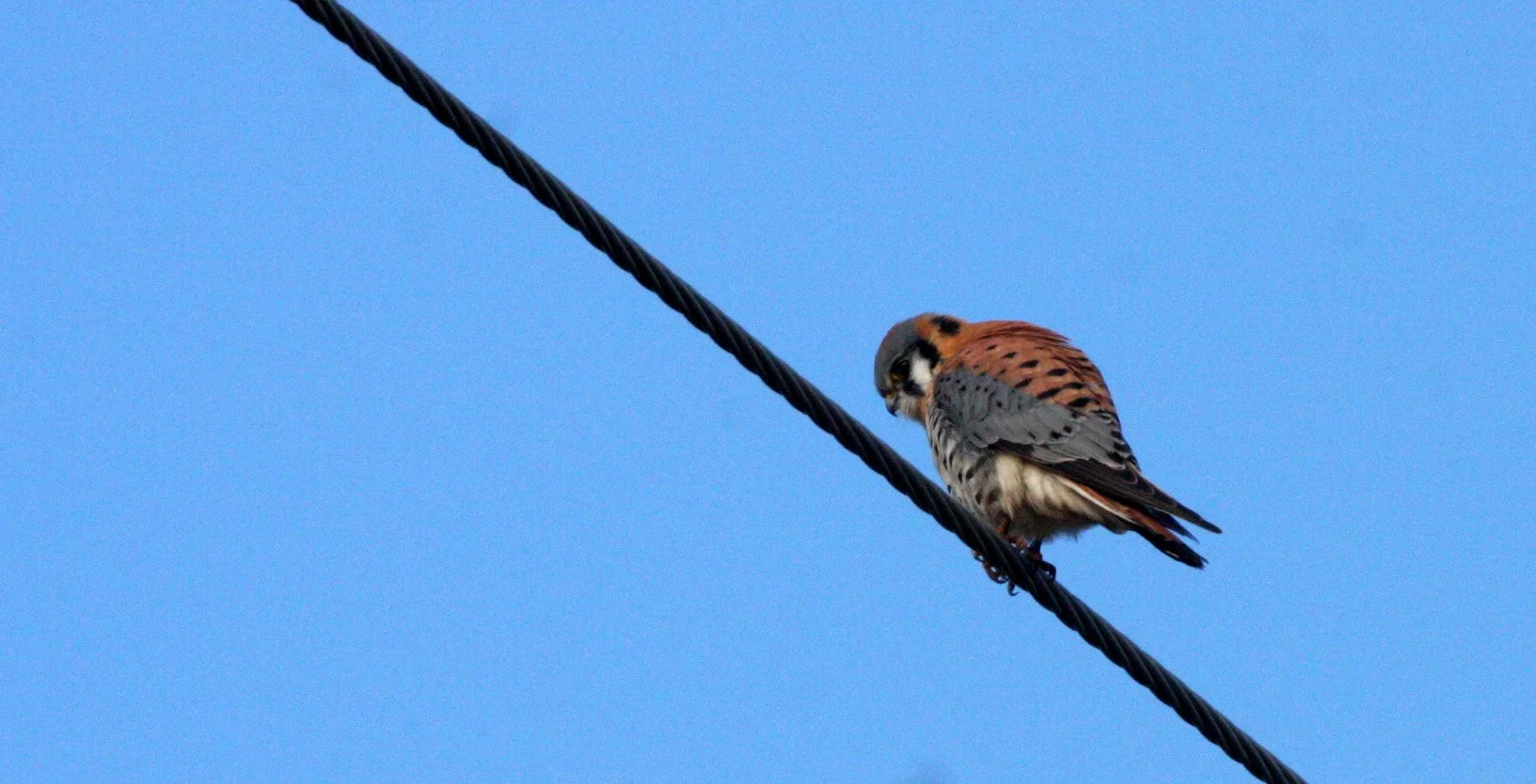 BIRD - AMERICAN KESTREL - SEQUIM SIDE ROADS WA (4).JPG