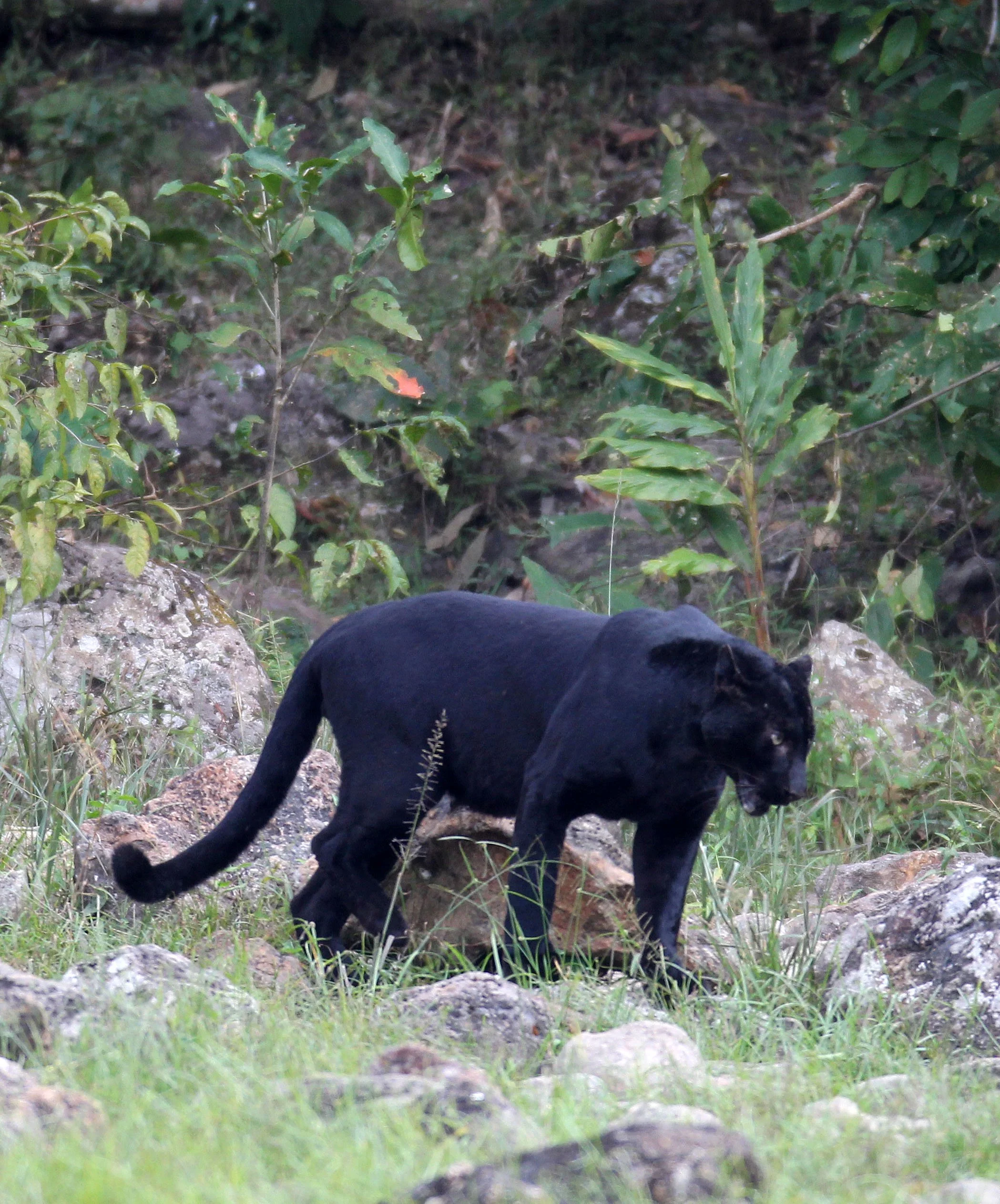 Panthera pardus delacouri - INDOCHINESE LEOPARD - MELANISTIC FORM - HUAI KHA KHAENG - KAPOK KAPIEN STATION & MINERAL LICK - THAI (130).JPG