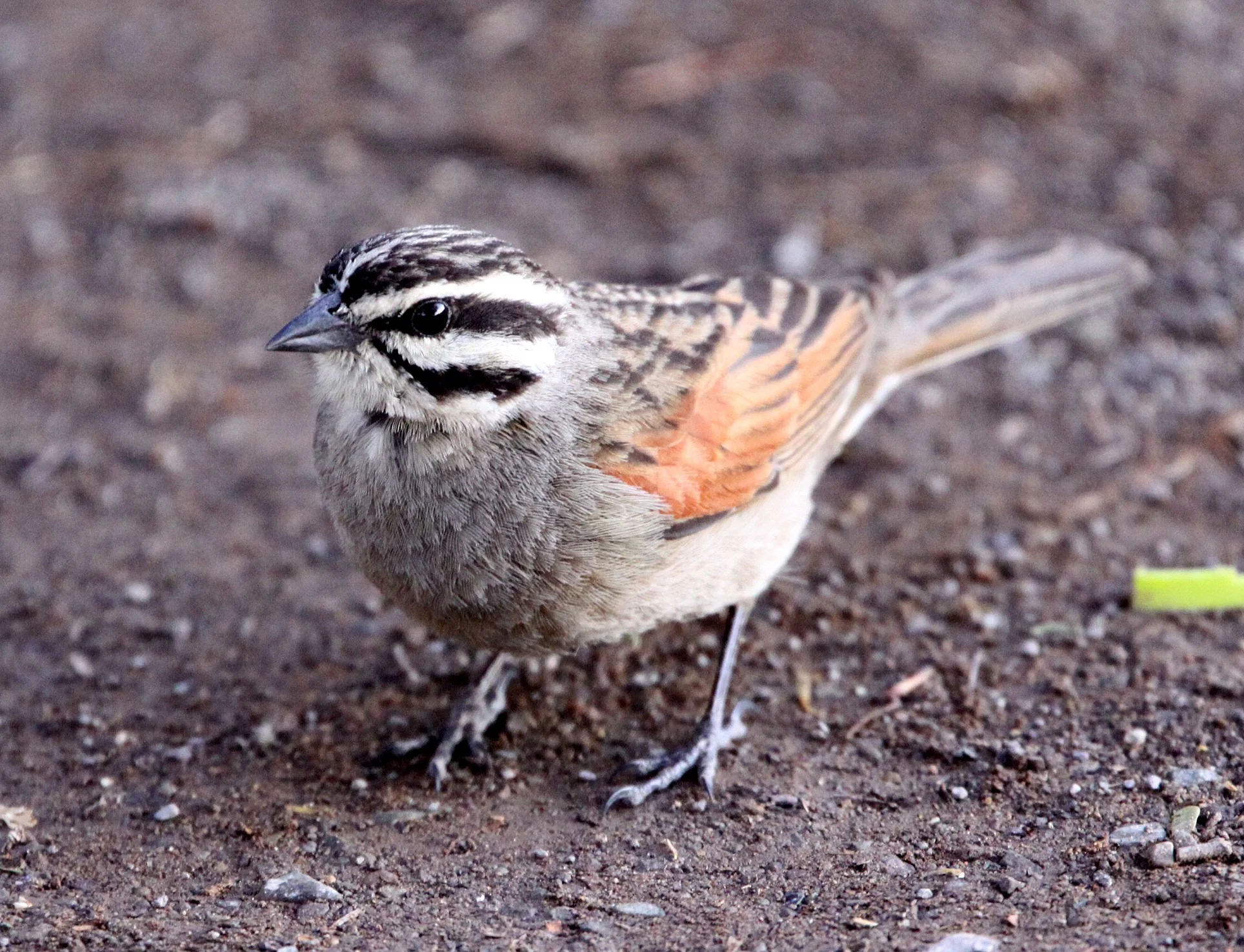 Cape Bunting (Emberiza capensis) Karoo NP South Africa (5).JPG