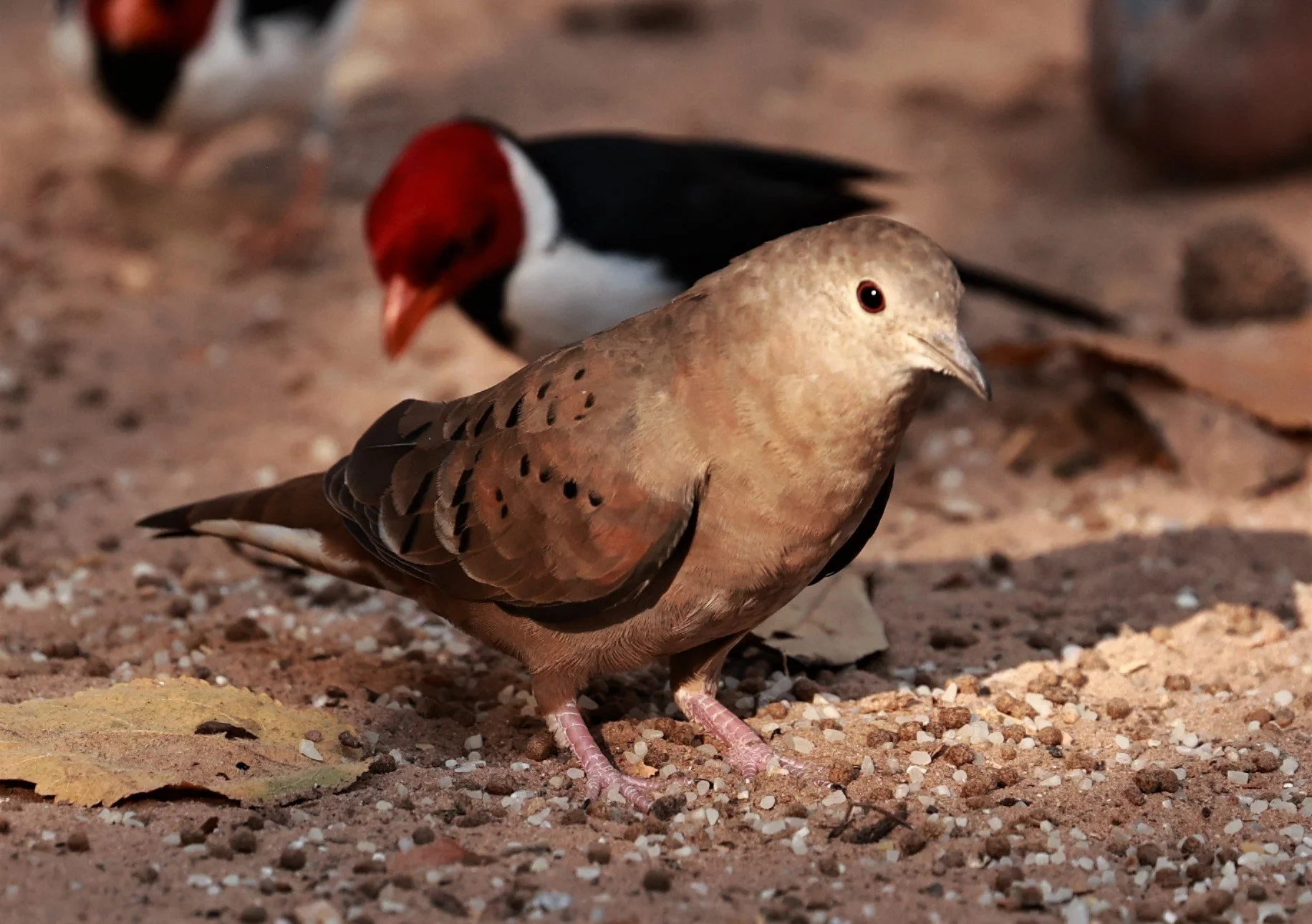 Dove - Ruddy Ground Dove - Columbina talpacoti - Porto Alegre Lodge, Pantanal (4).JPG