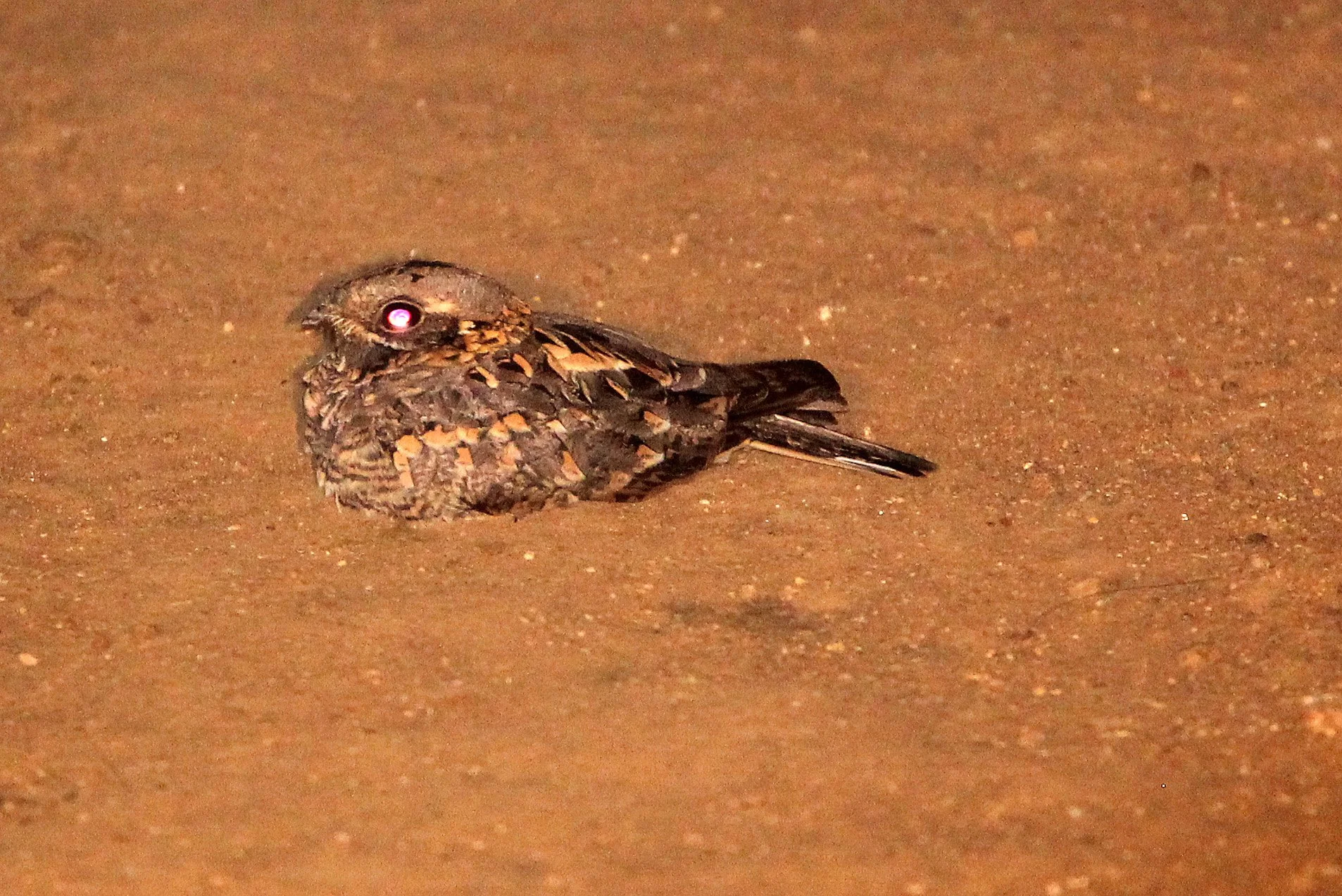 BIRD - NIGHTJAR - INDIAN SMALL NIGHTJAR - YALA NATIONAL PARK SRI LANKA (3).JPG