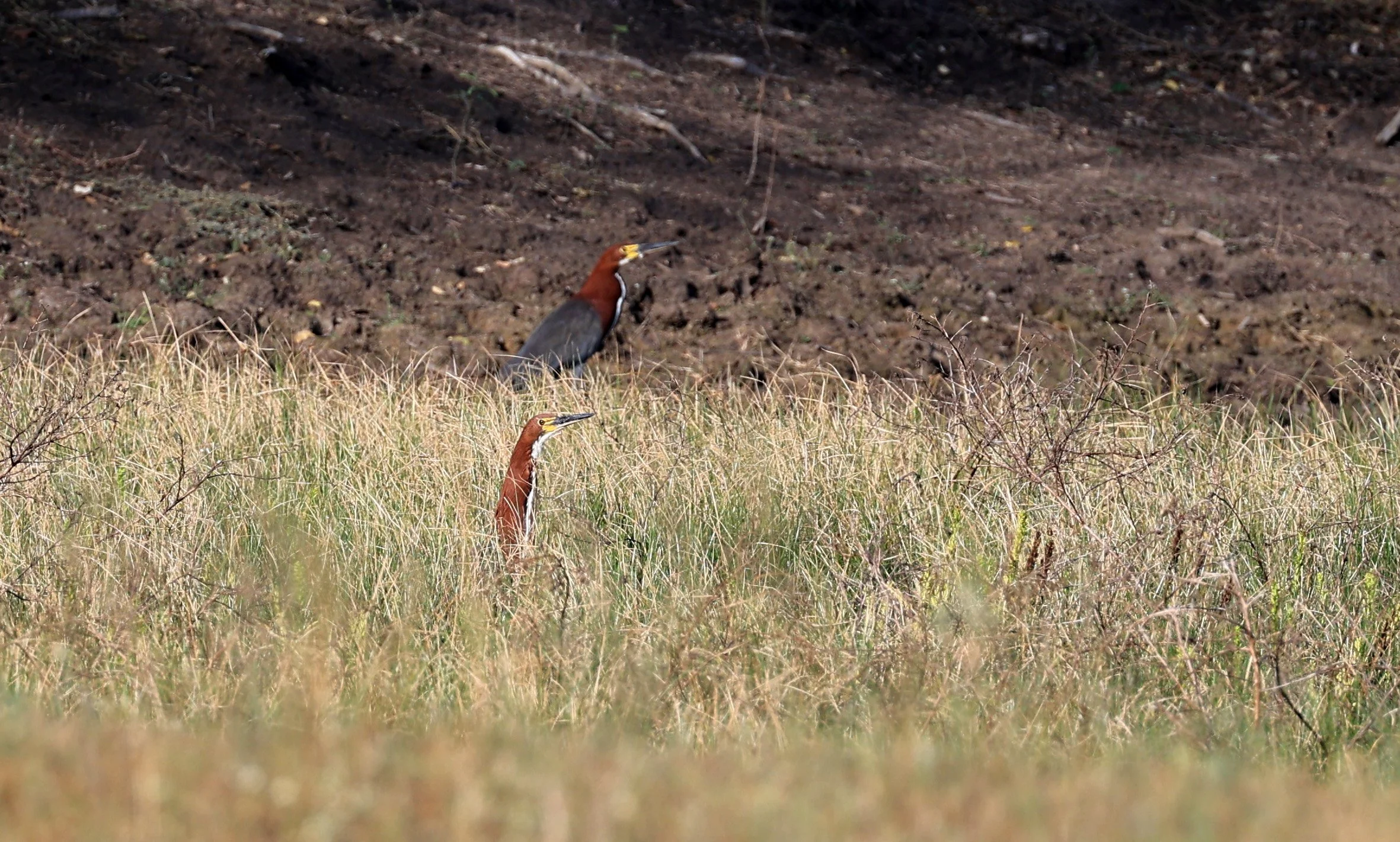Rufescent Tiger-Heron (Tigrisoma lineatum) Paraguay Chaco region