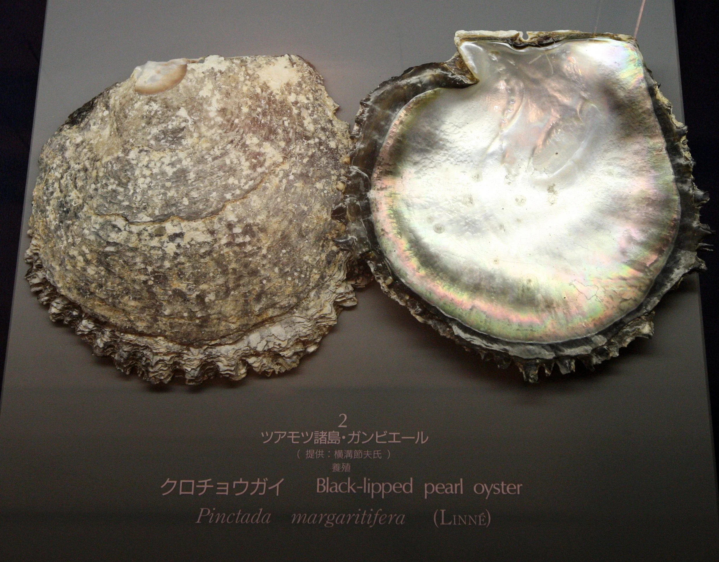 MIKIMOTO PEARL ISLAND AND MUSEUM - TOBA JAPAN (9).JPG