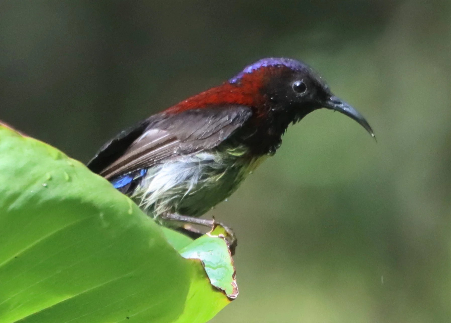 SUNBIRD - BLACK-THROATED SUNBIRD - Aethopyga saturata - DOI ANG KANG CHIANG MAI (10).jpg