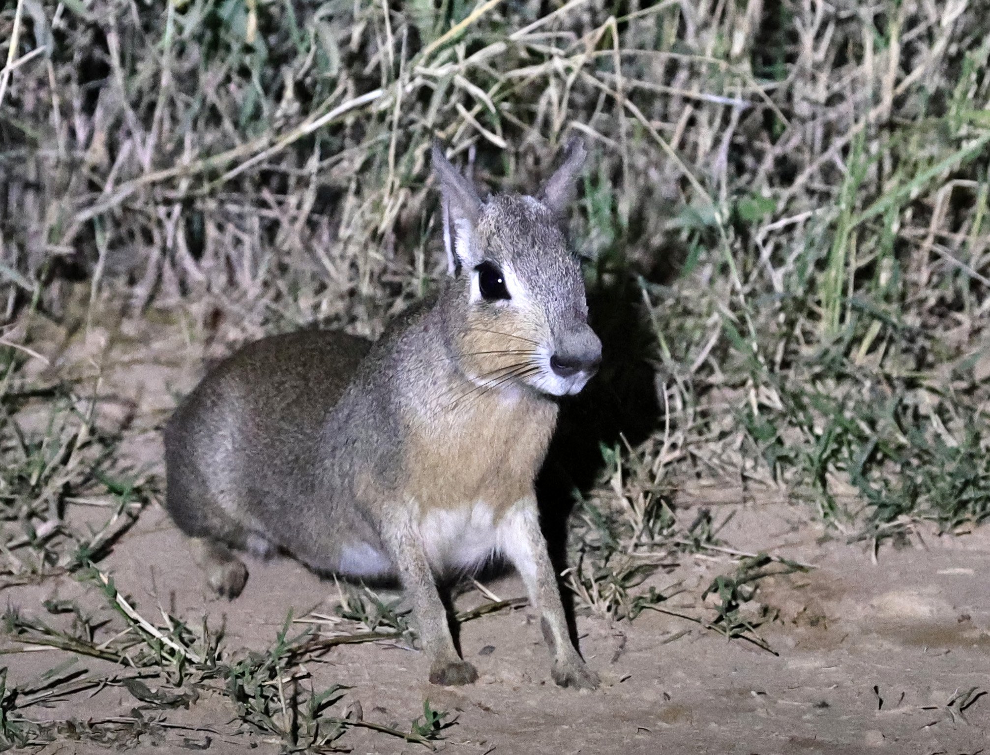 Chacoan Mara (Dolichotis salinicola) Hotel Campestre Iparoma Paraguay (6).jpg