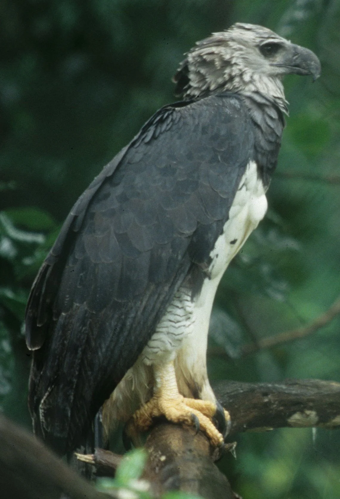 Harpia harpyja - HARPY EAGLE - PANAMA (3).jpg