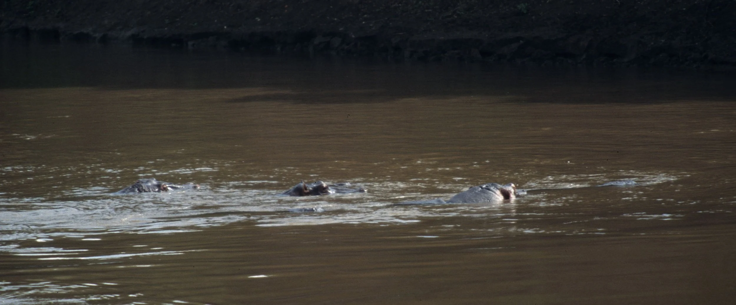 HIPPO- SERENGETI 6.jpg