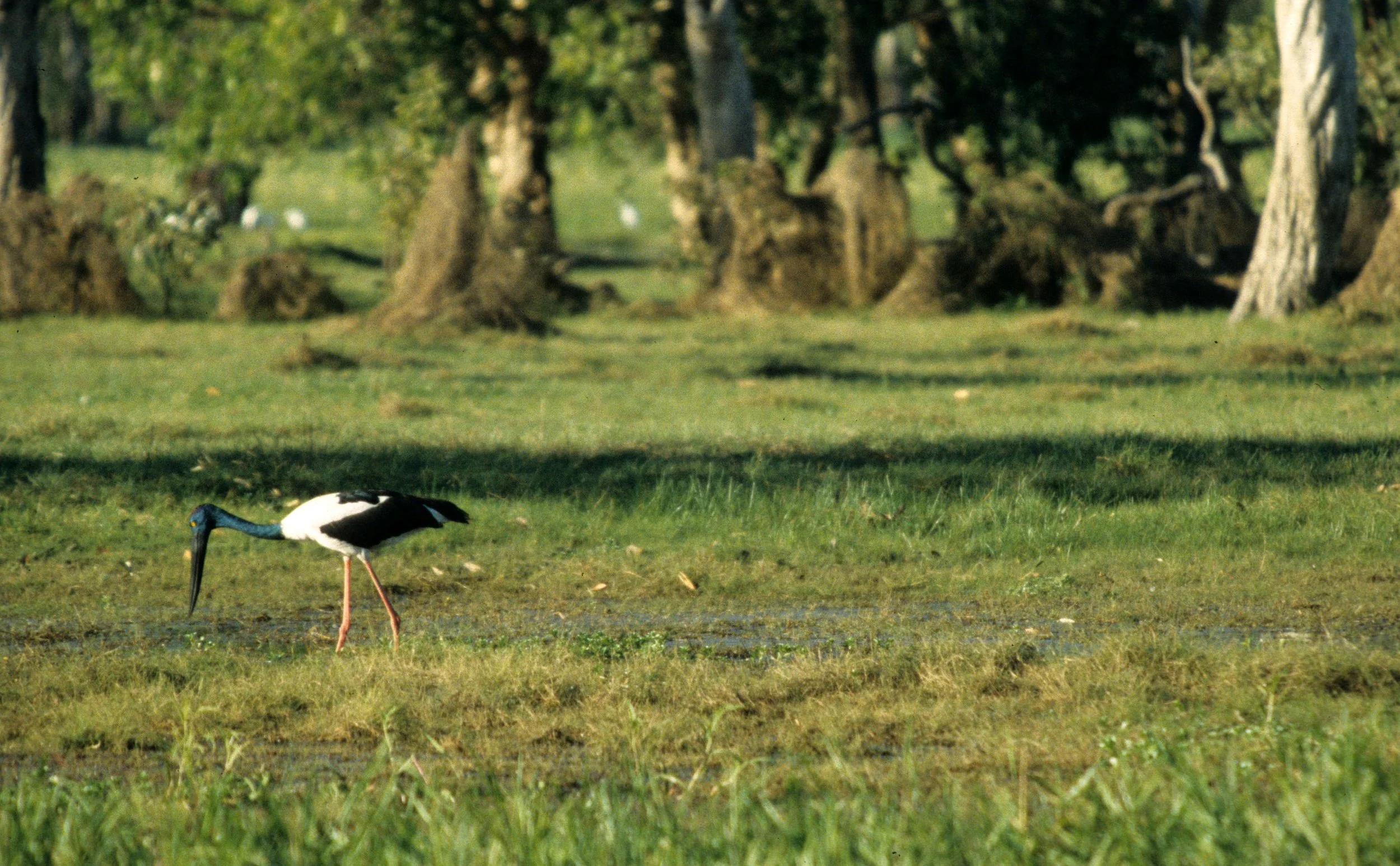 BIRD - STORK - JABIRU - KAKADU NP G.jpg