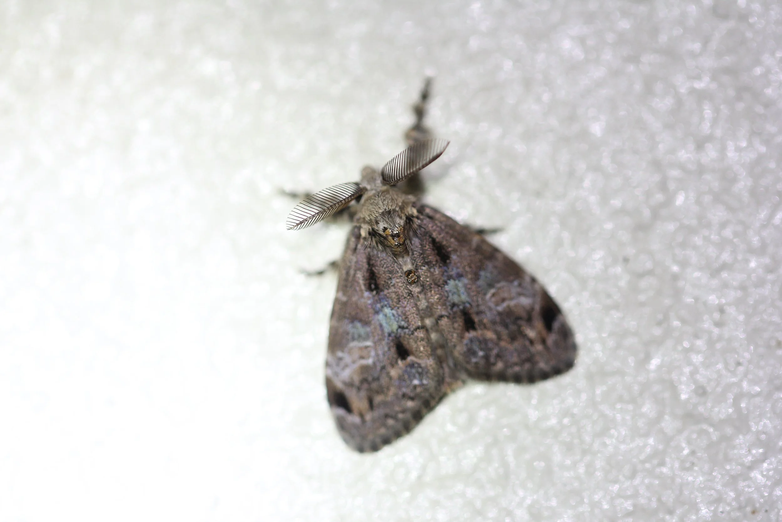 Erebidae - Ilema species - Koh Lanta, Thailand