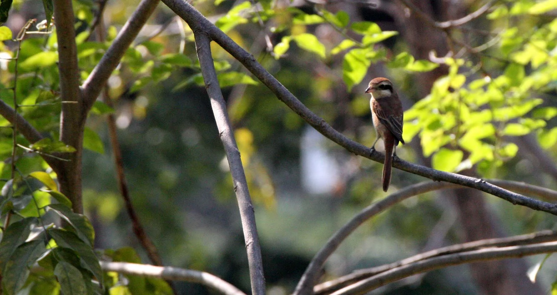 Brown Shrike (Lanius cristatus) Lumpini Park Bangkok (21).JPG