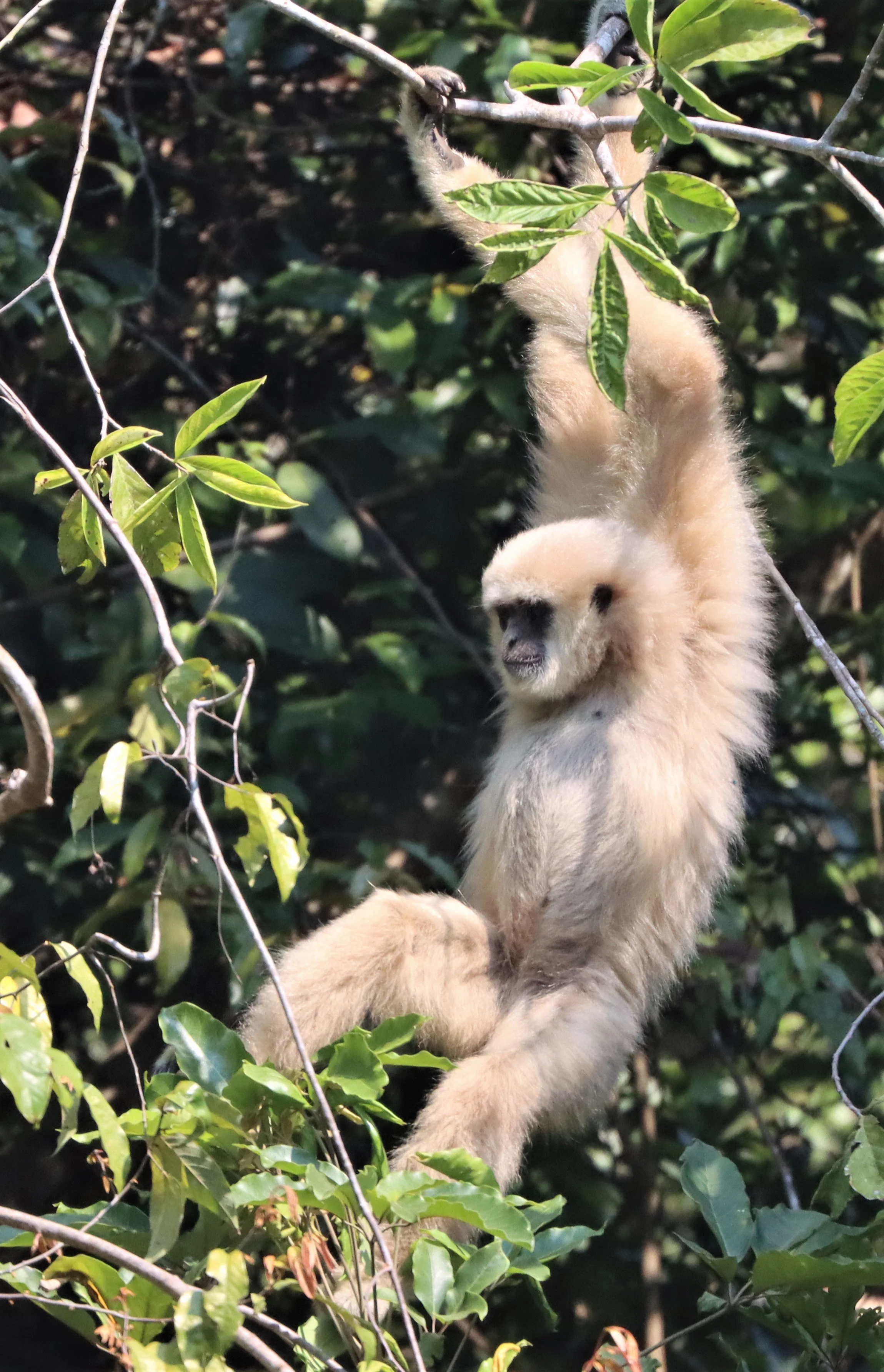 HYLOBATIDAE - Hylobates lar entelloides - LAR GIBBON (WHITE-HANDED) - KHAO YAI N (54).JPG